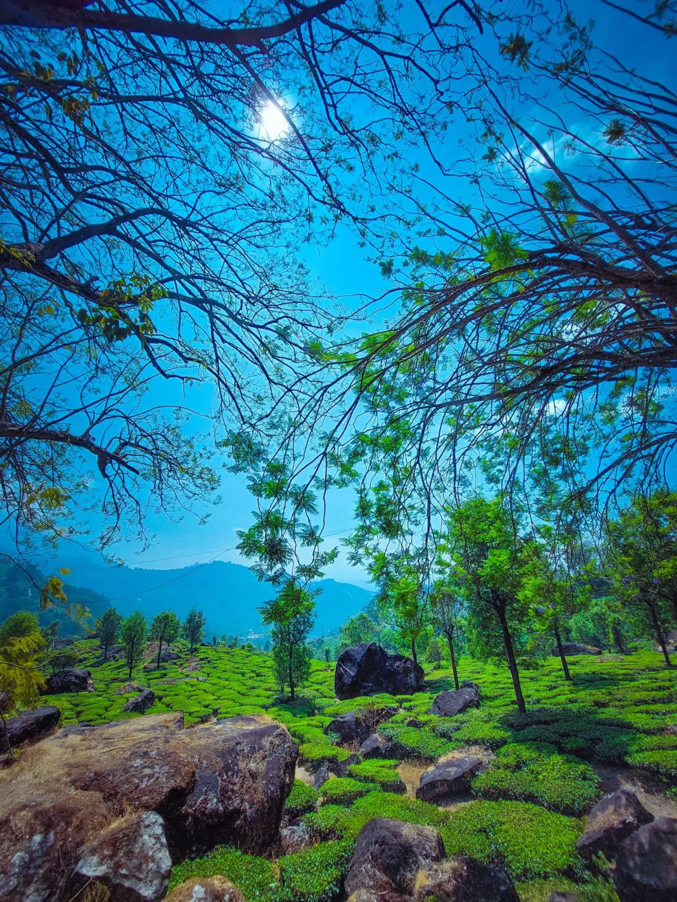 View (from property/room) in Amber Dale Luxury Hotel & Spa, Munnar View (from property/room) in Amber Dale Luxury Hotel & Spa, Munnar