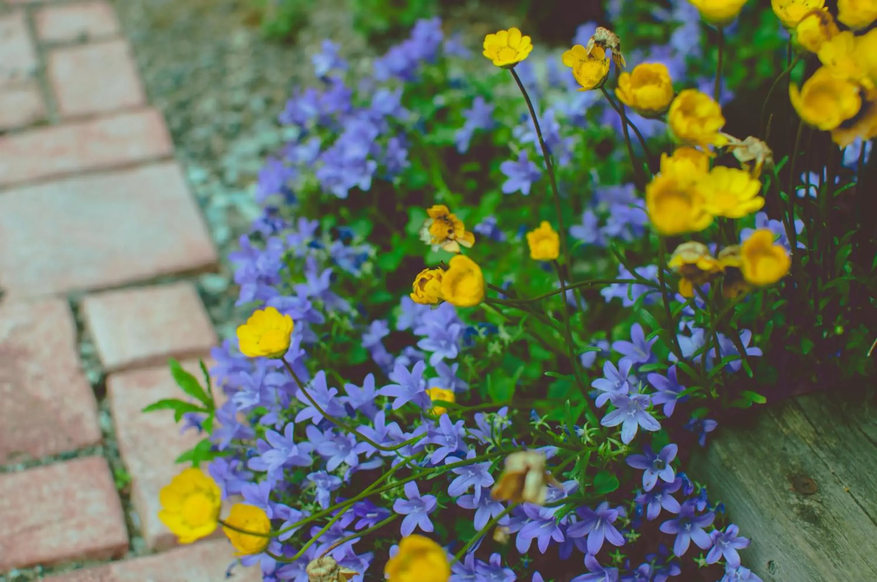 Garden view in Hostel Mt. Fuji - FUKUYA Garden view in Hostel Mt. Fuji - FUKUYA
