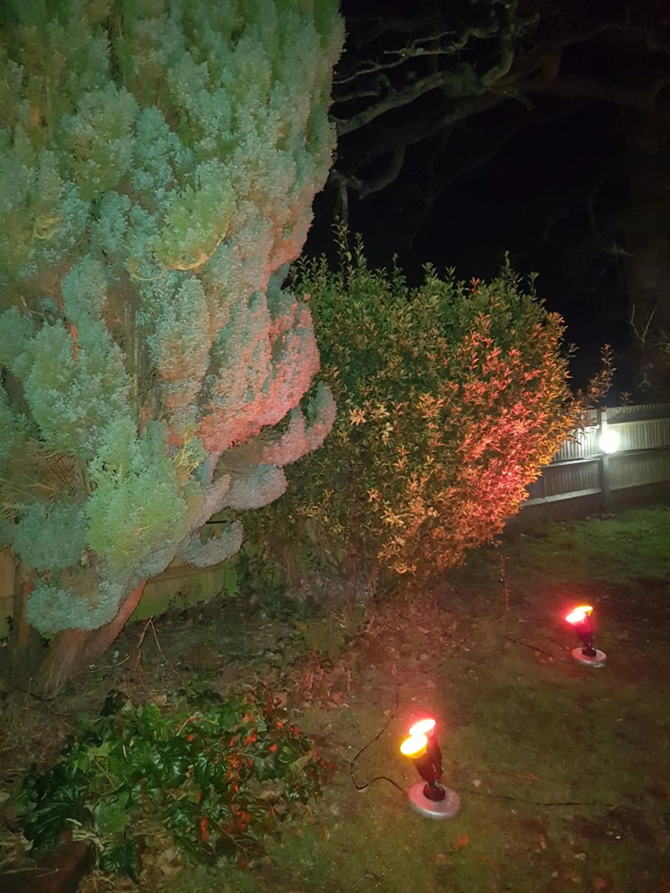 Garden in Anand Lodge