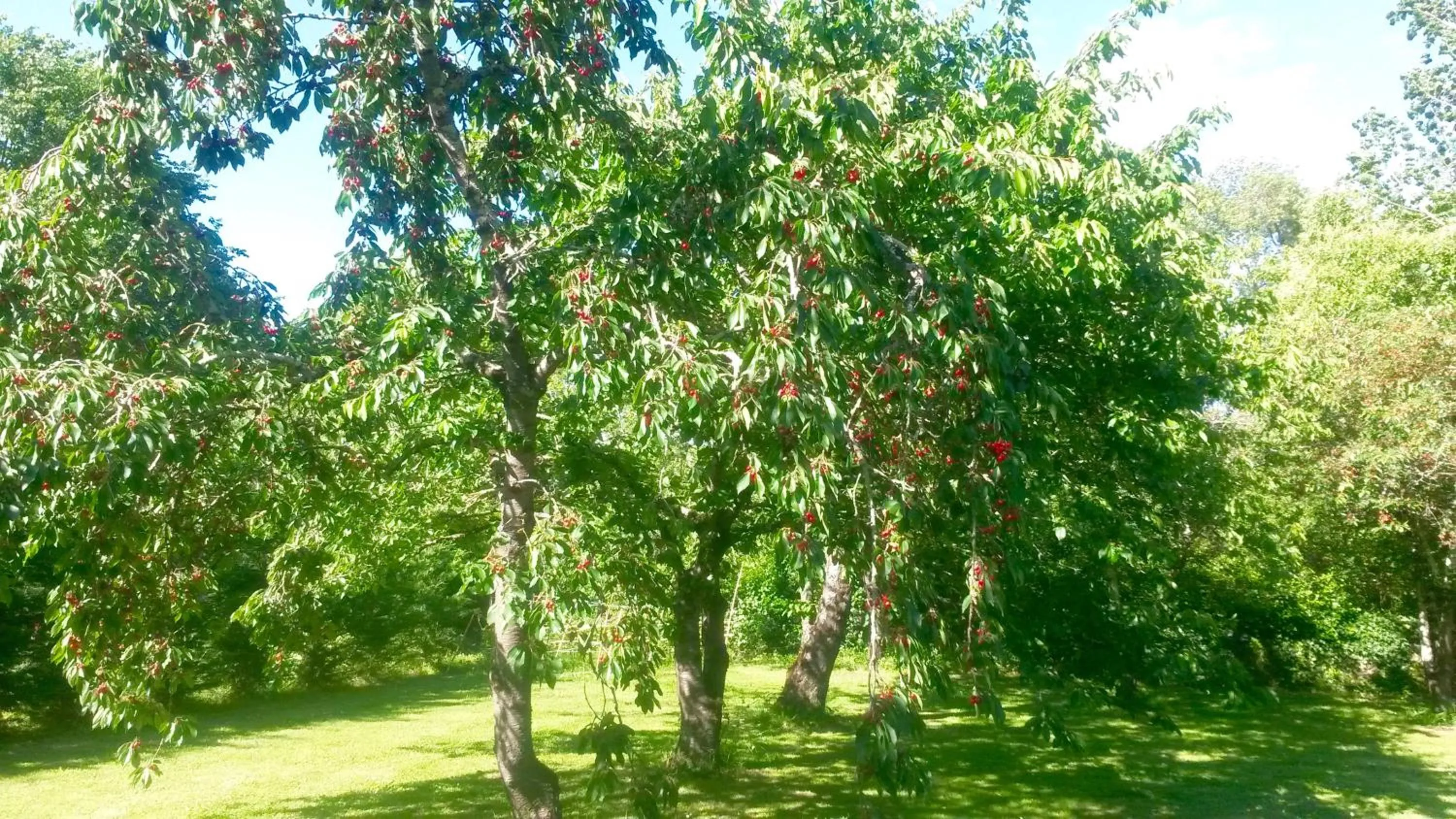 Garden view in Villa Toulousaine