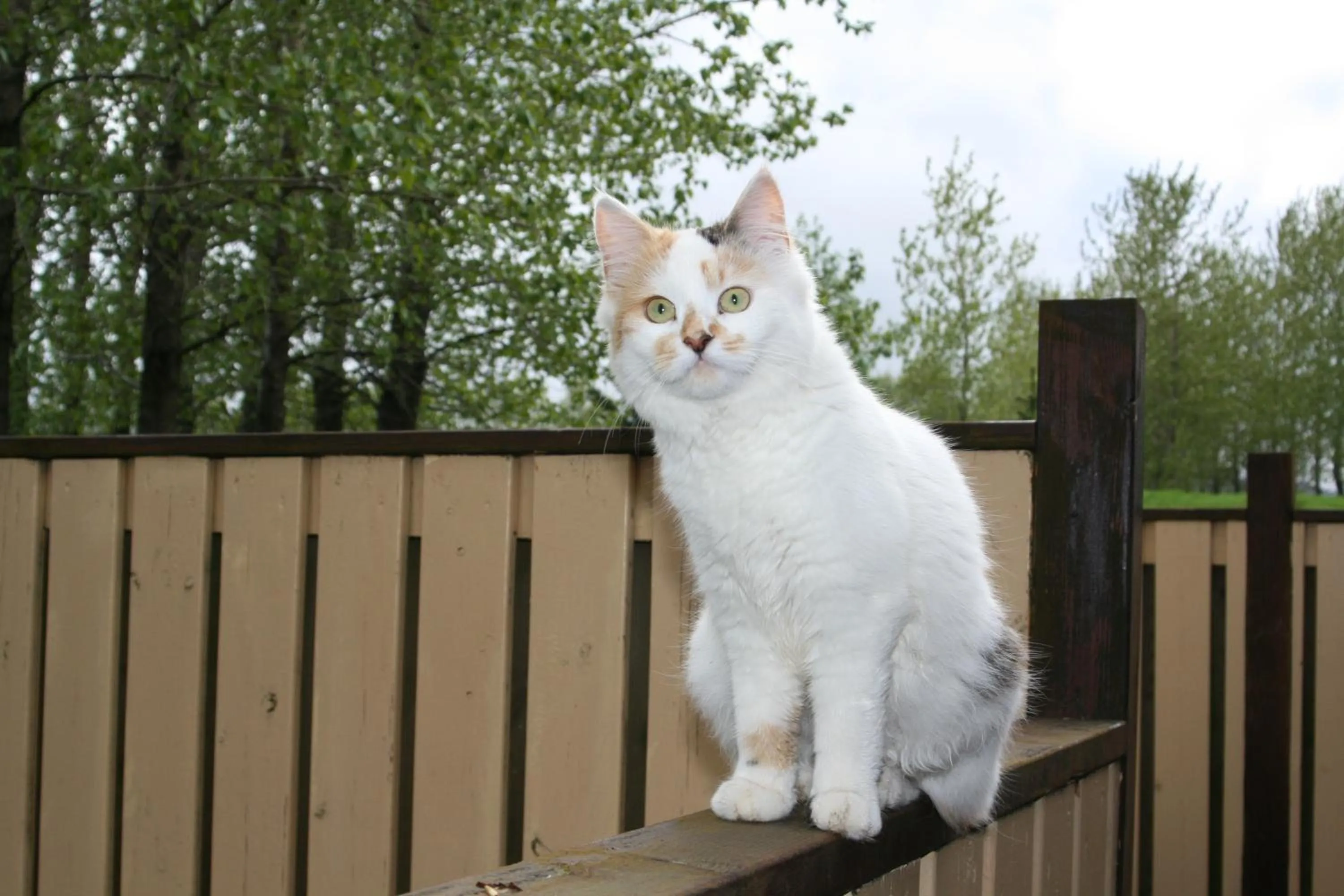 Country Dream - Langholt 2