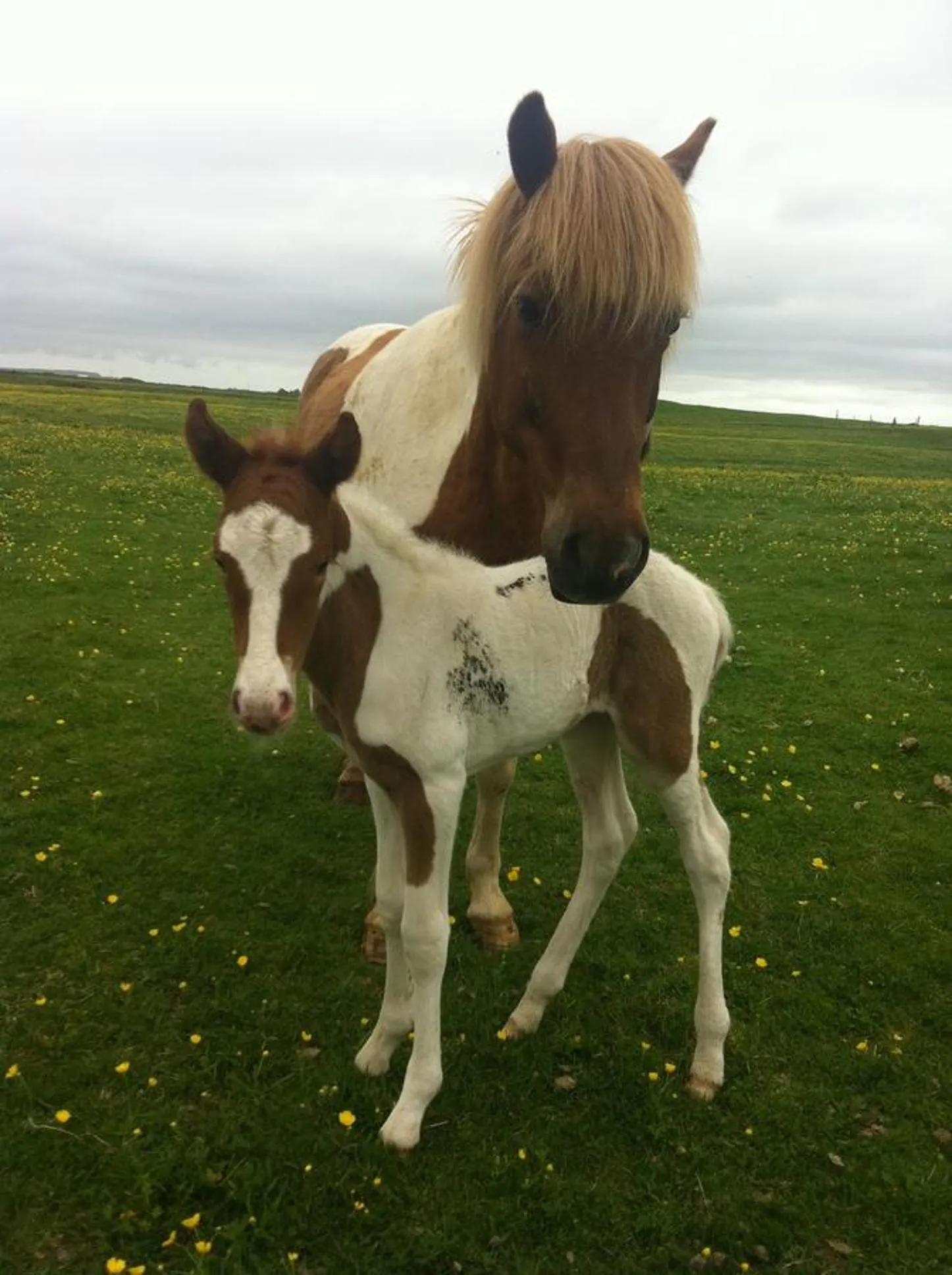 Day in Country Dream - Langholt 2
