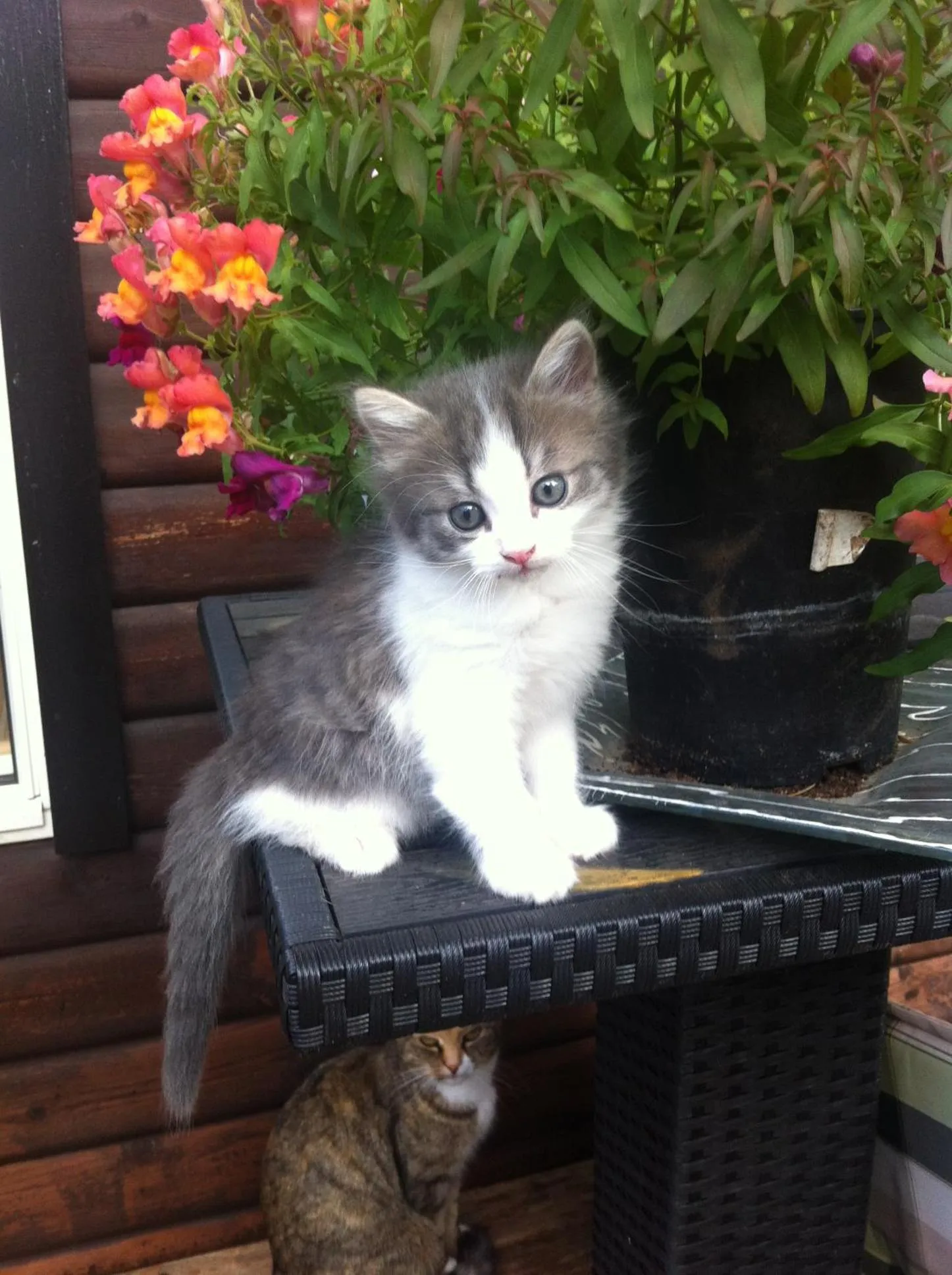 Country Dream - Langholt 2