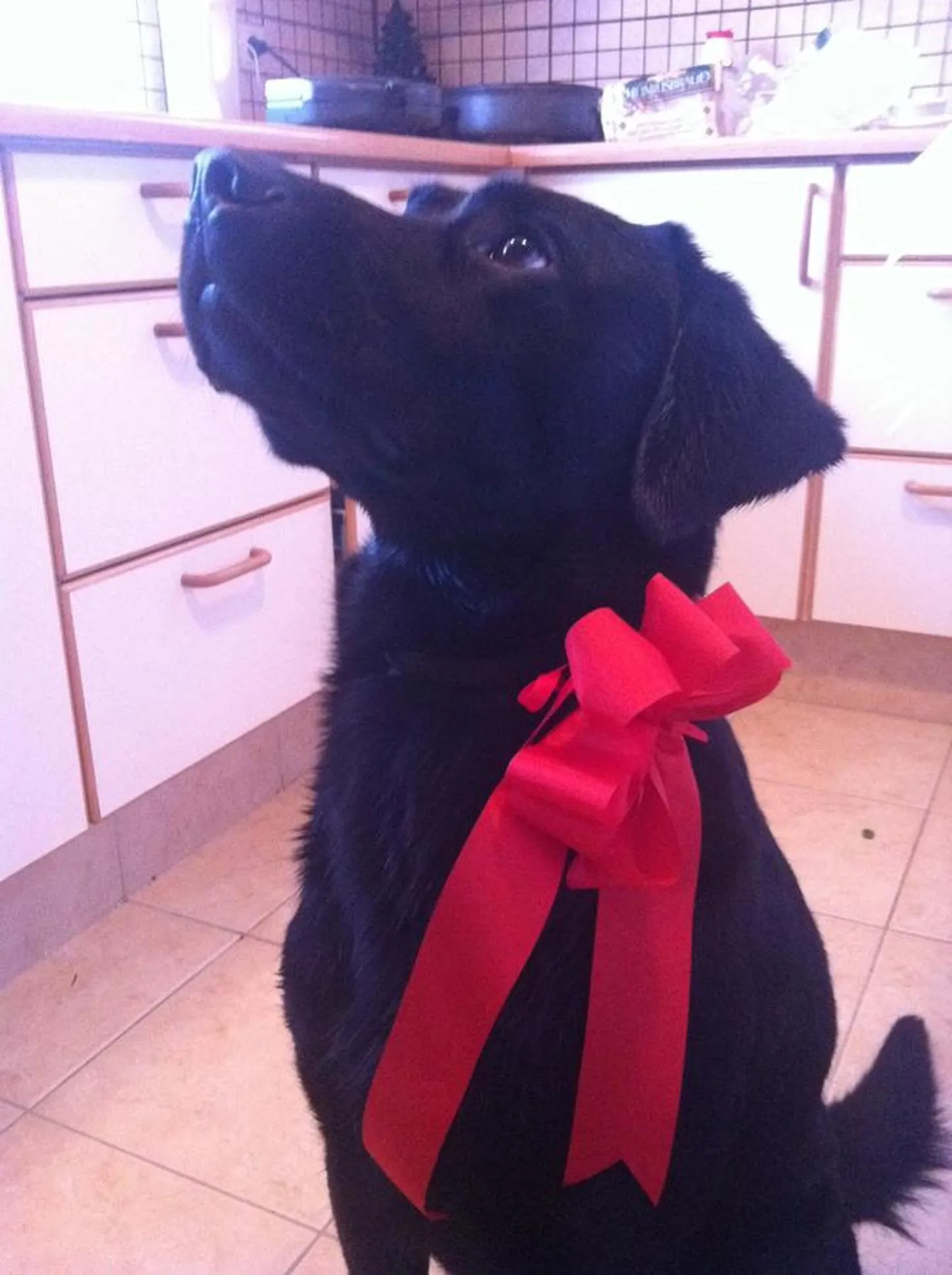 Property building in Country Dream - Langholt 2