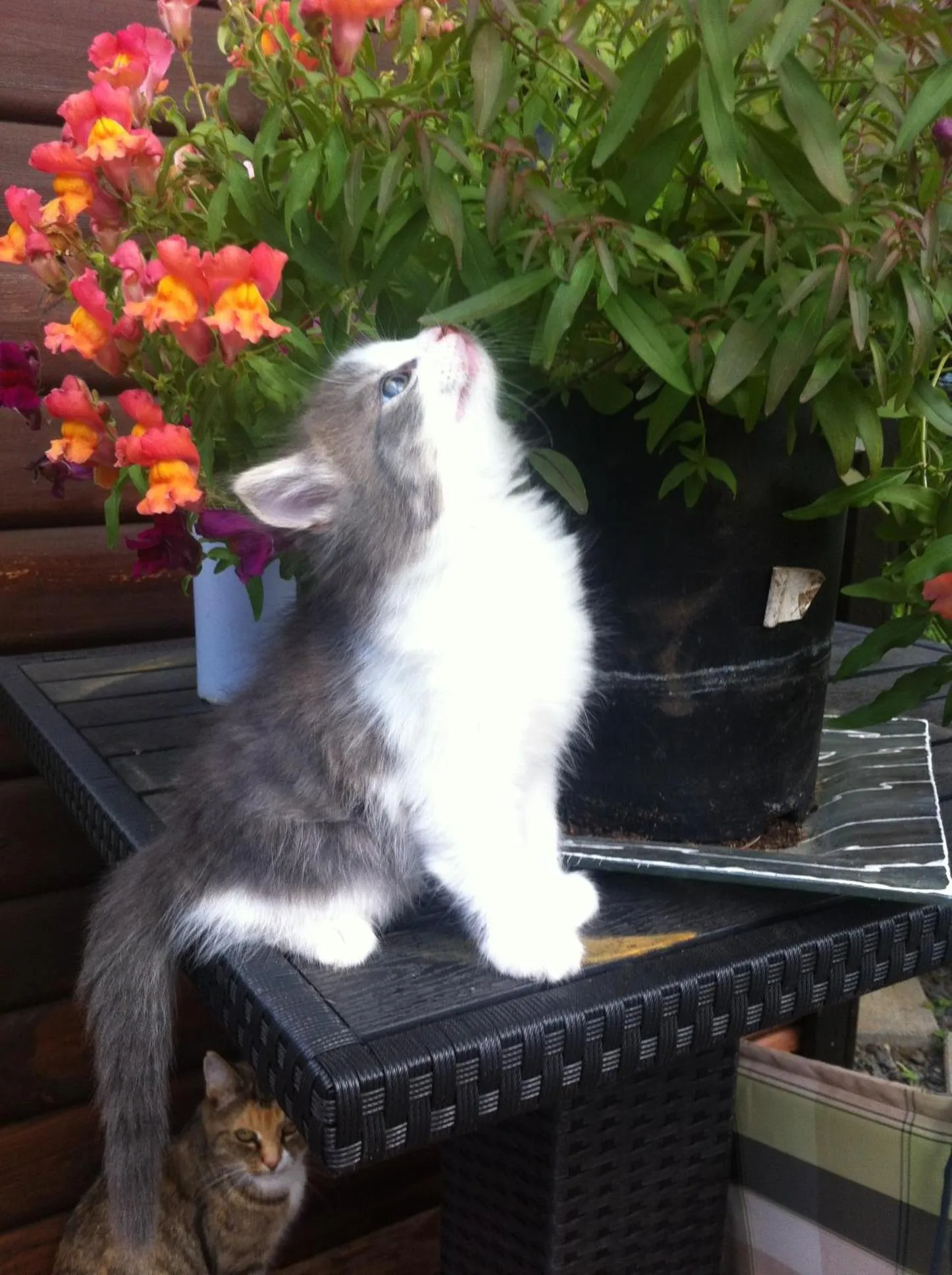 Country Dream - Langholt 2