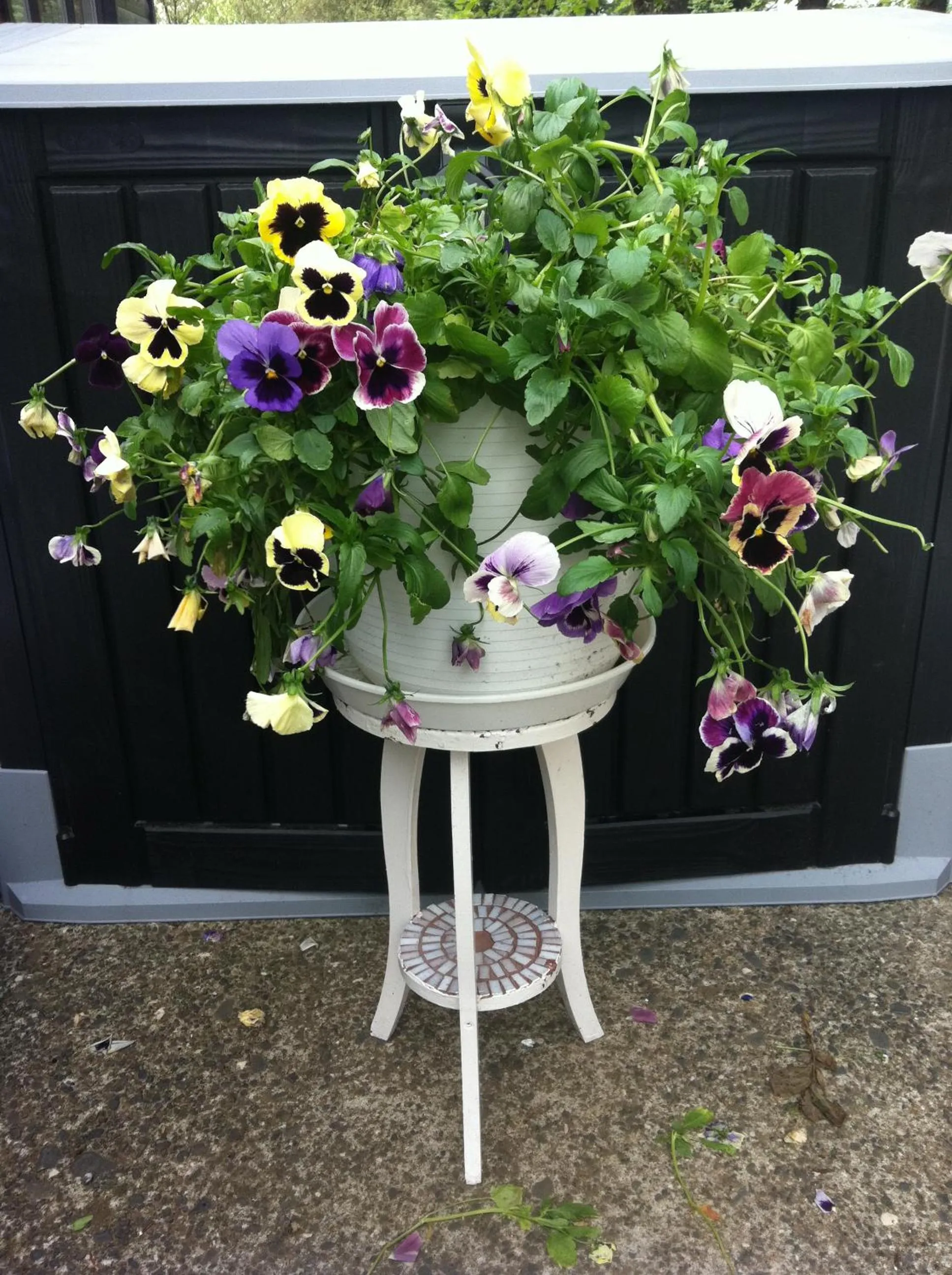 Country Dream - Langholt 2