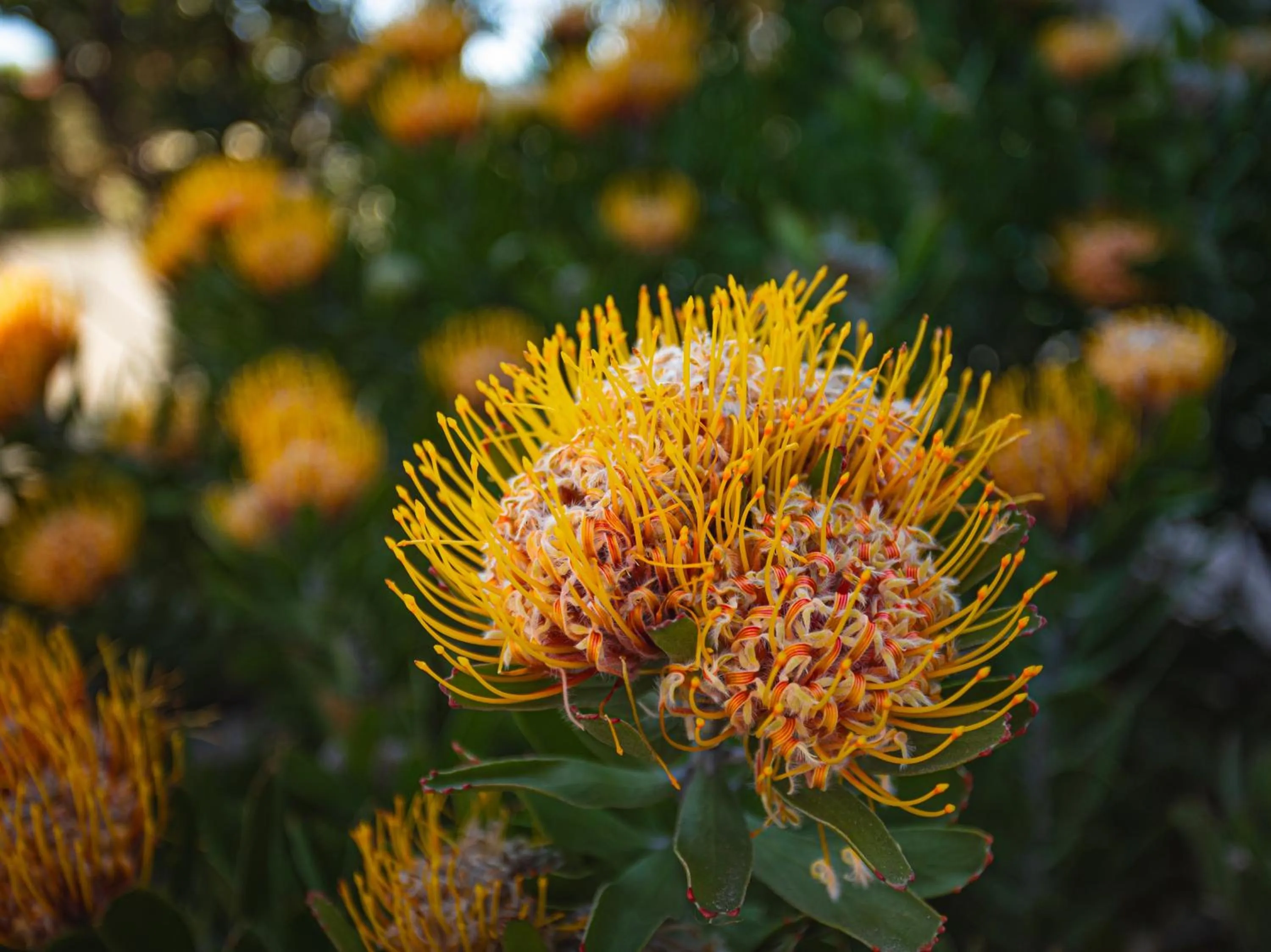 View (from property/room) in Mandala Ace Albany Hotel