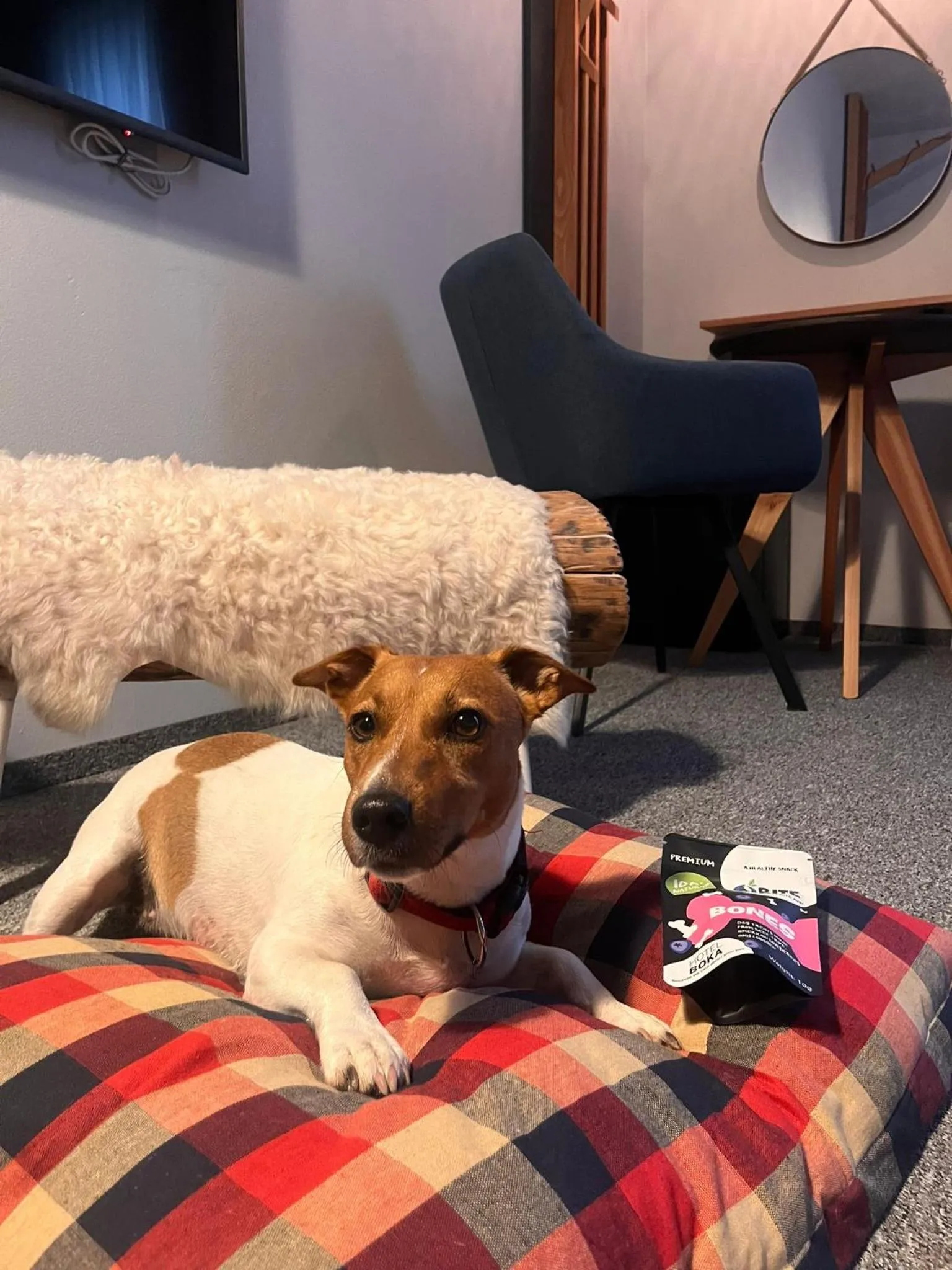 pet friendly in Hotel Boka