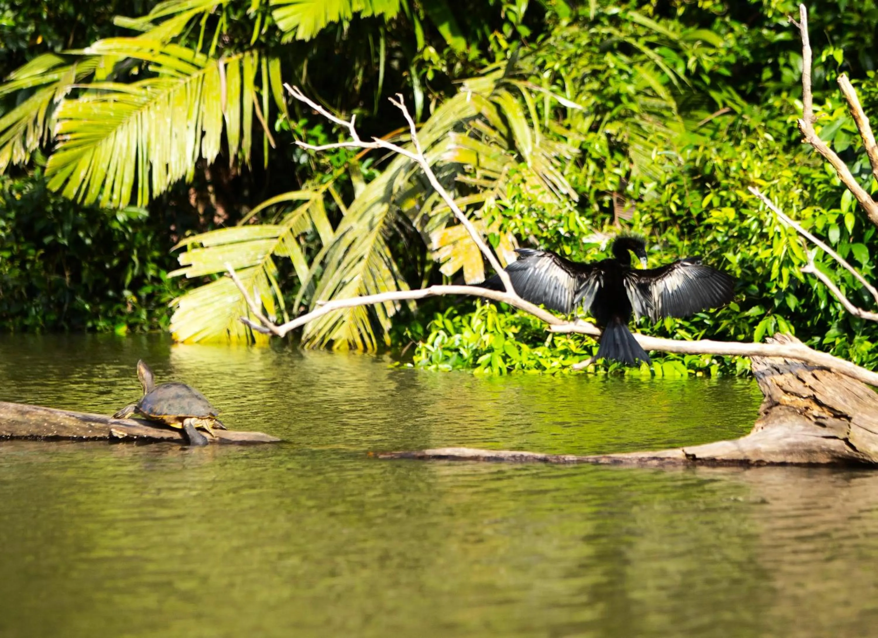 Animals in Aninga Lodge
