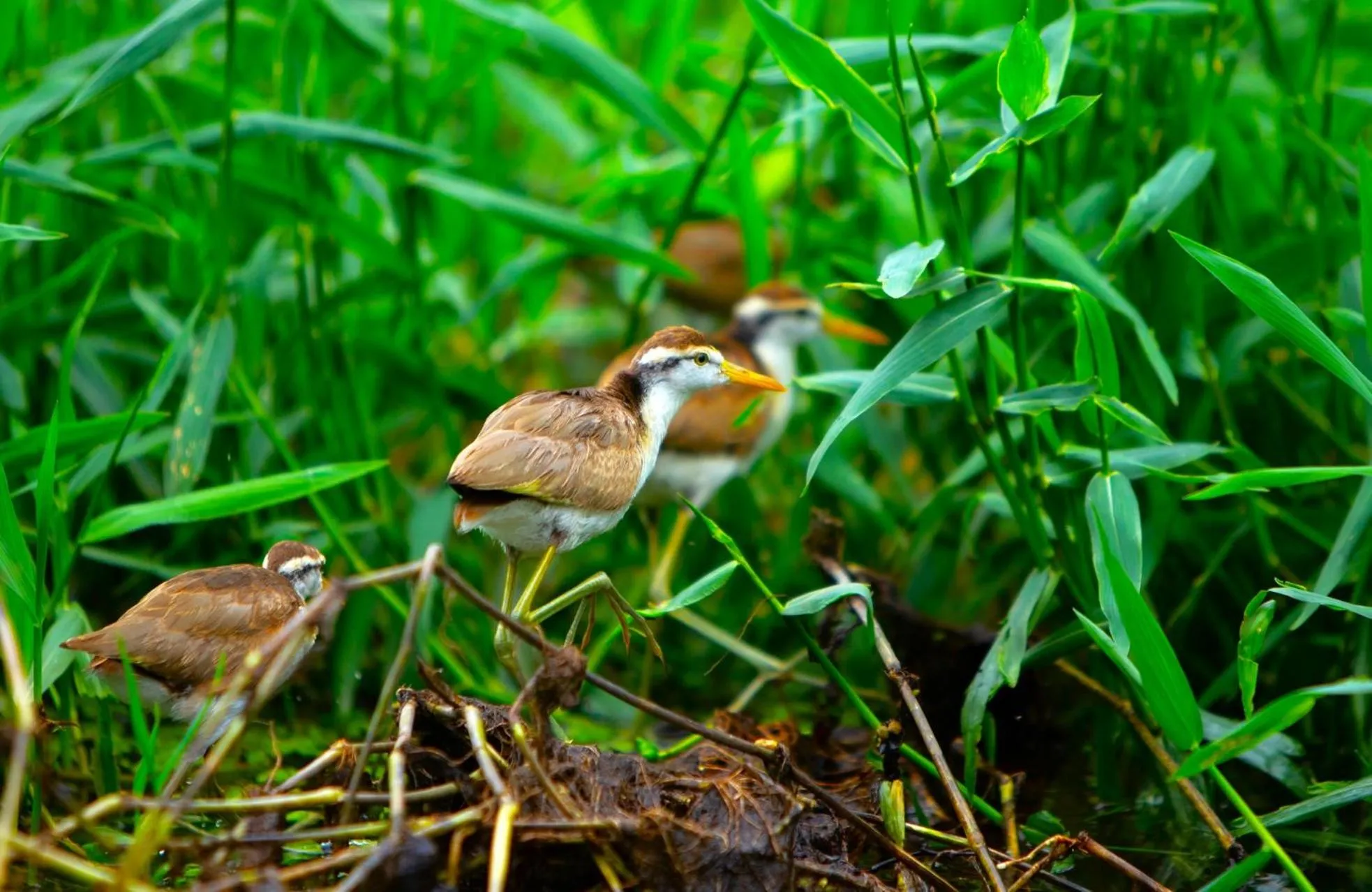 Animals in Aninga Lodge