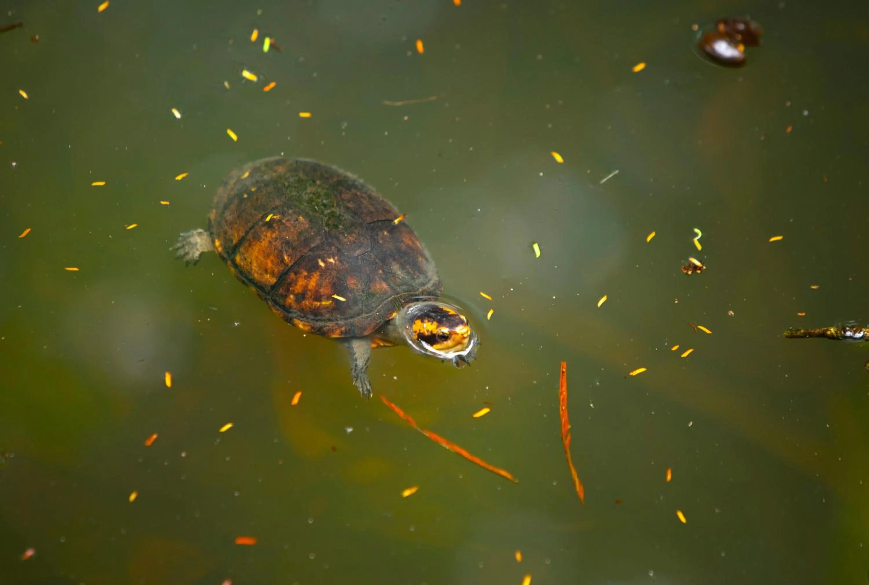 Animals in Aninga Lodge