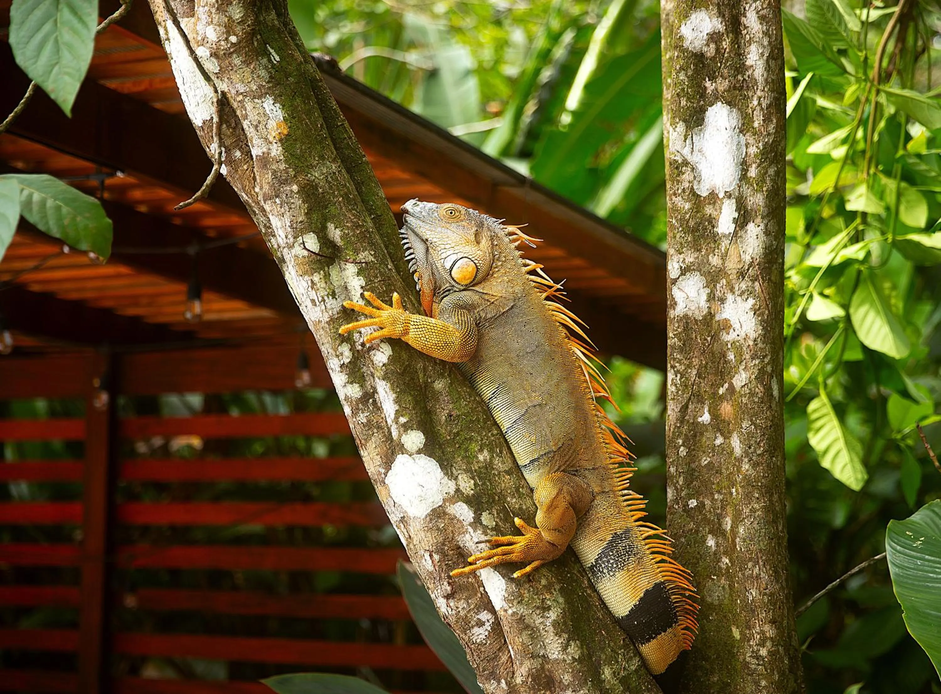 Natural landscape in Aninga Lodge