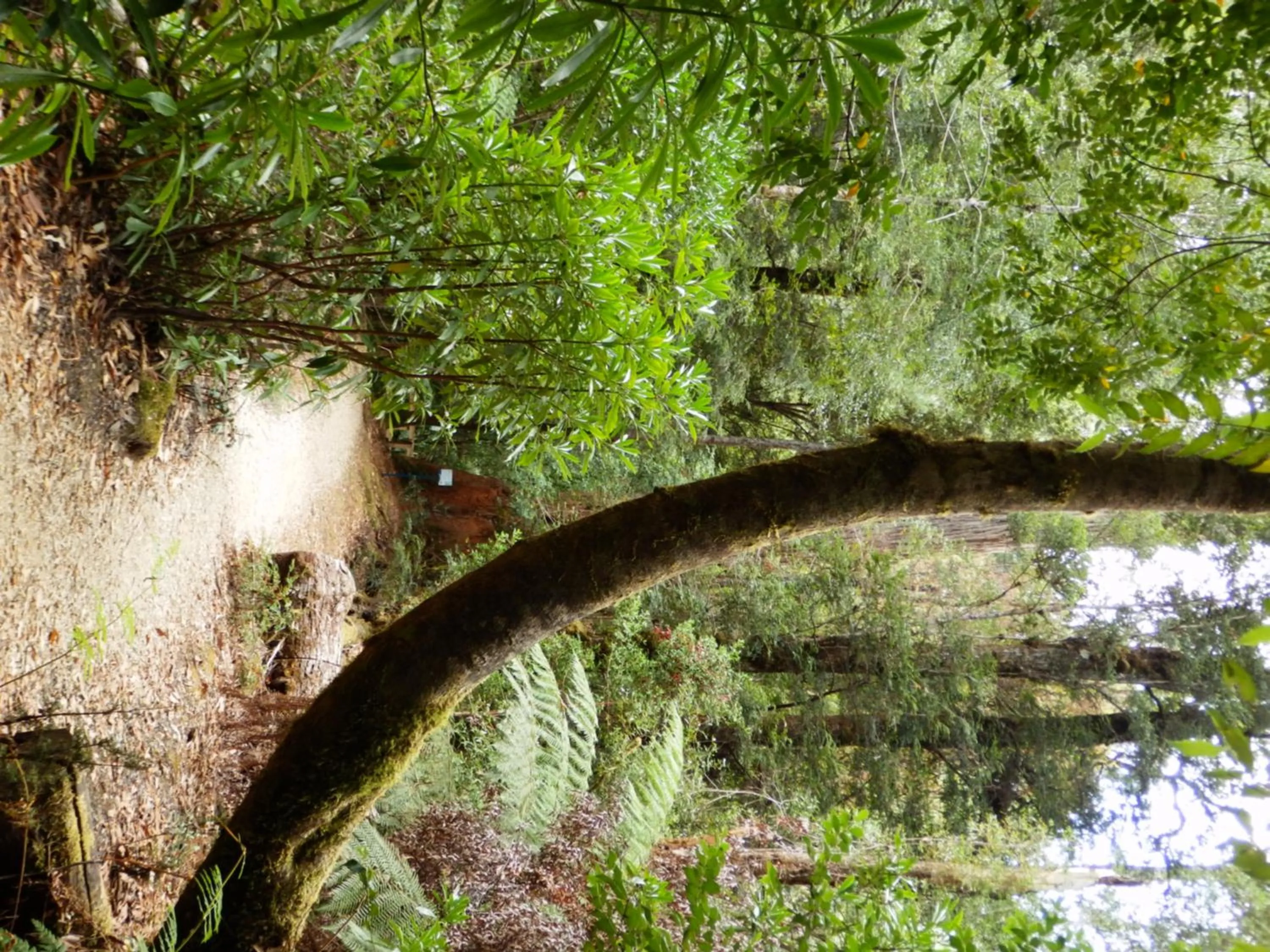 Natural landscape in Tahune AirWalk Cabin and Lodge