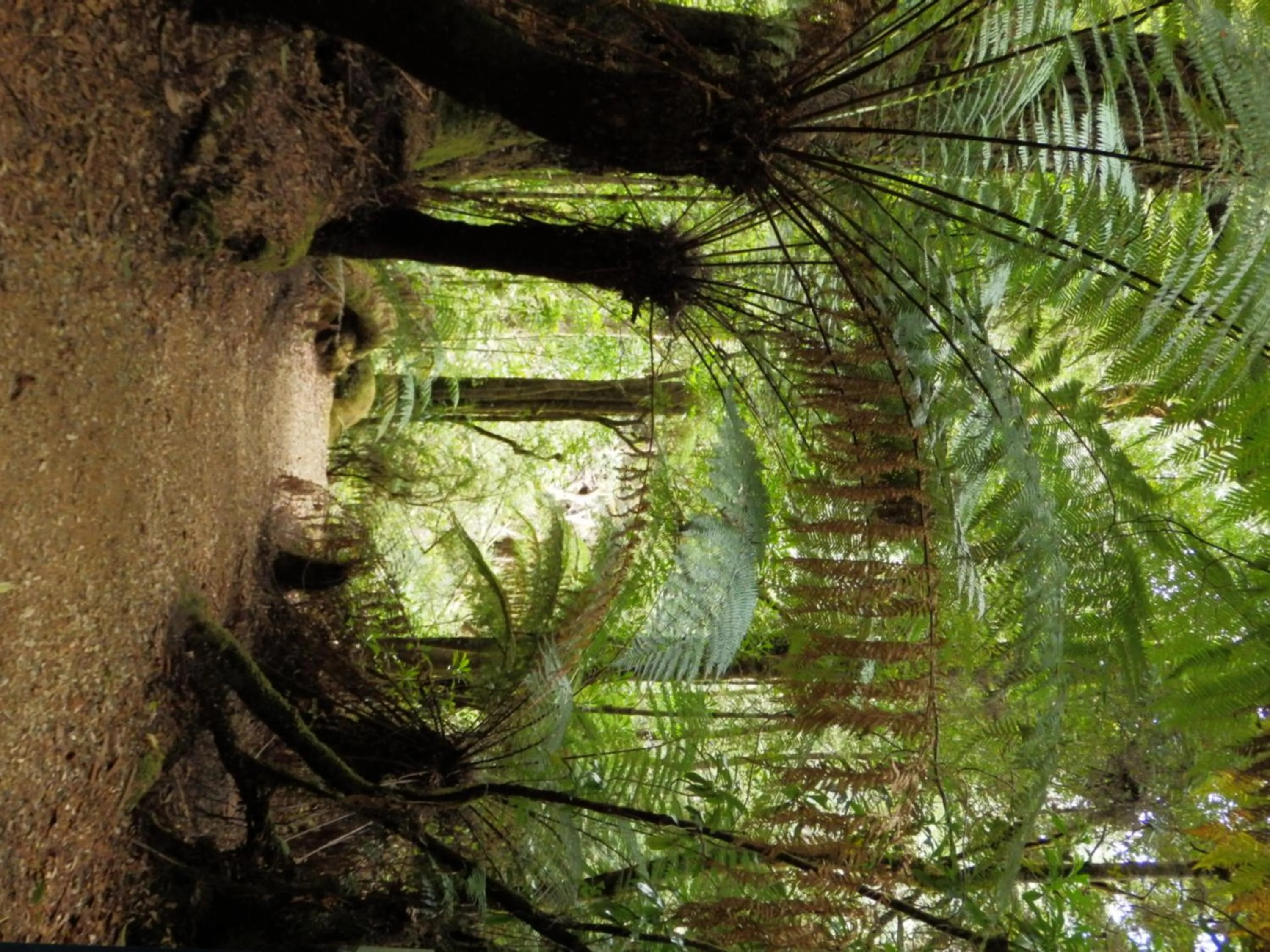 Natural landscape in Tahune AirWalk Cabin and Lodge