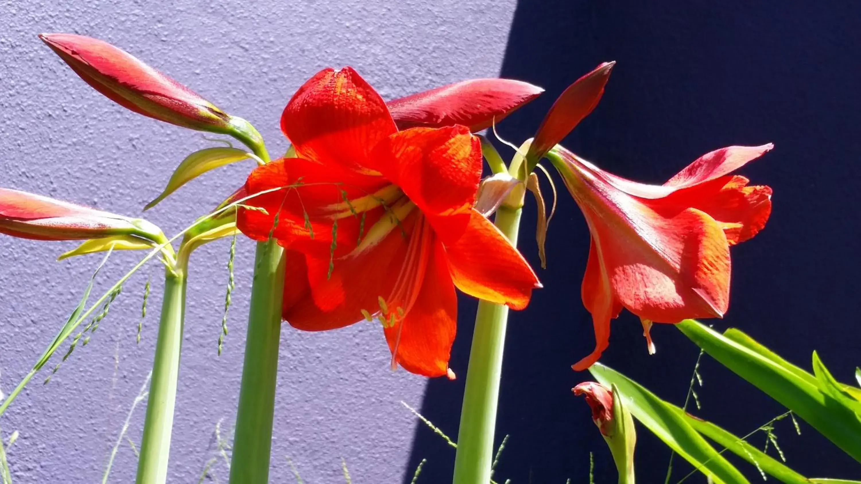 Garden in Karuah Gardens Motel Garden in Karuah Gardens Motel