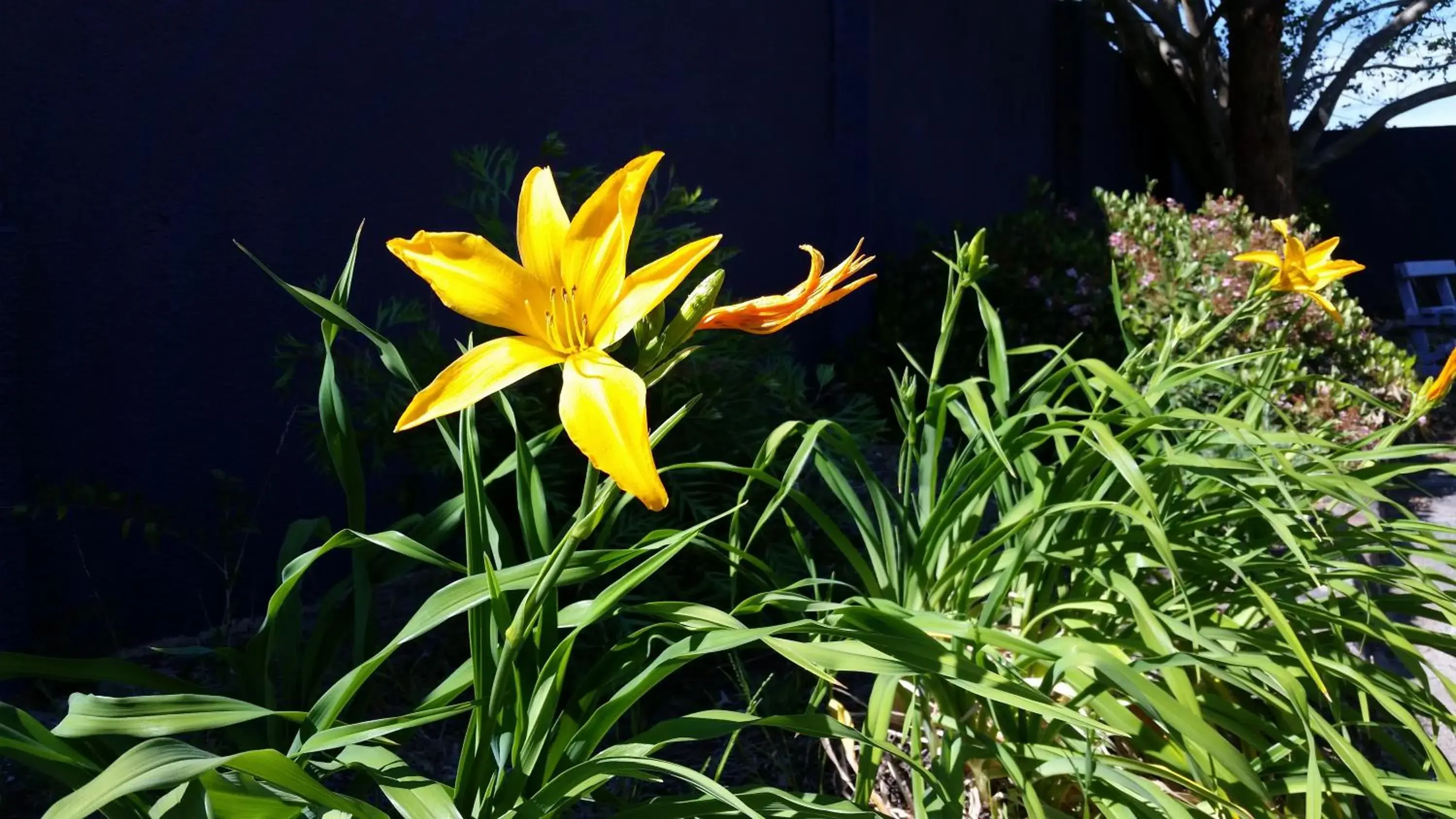 Garden in Karuah Gardens Motel Garden in Karuah Gardens Motel