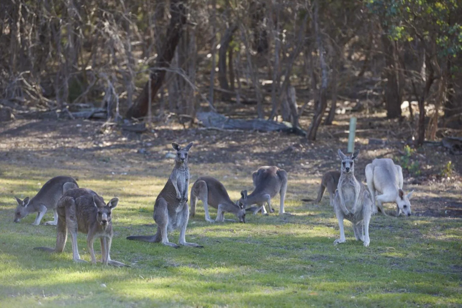 Restaurant/places to eat in Yering Gorge Cottages