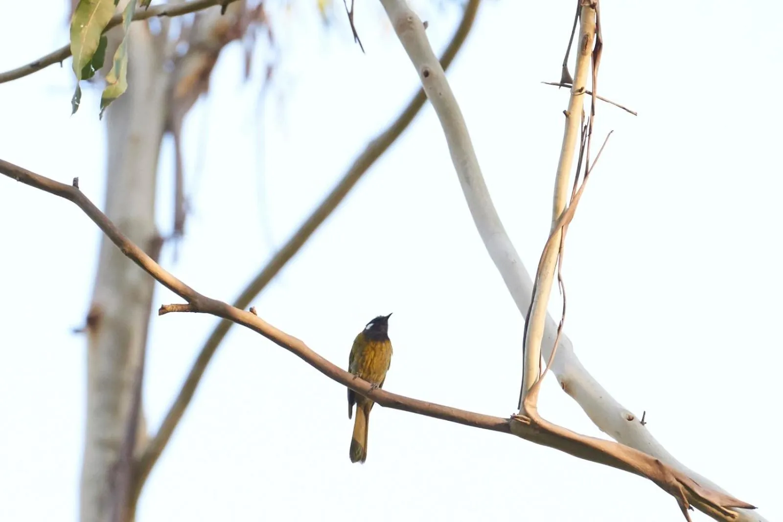 Animals in Yering Gorge Cottages