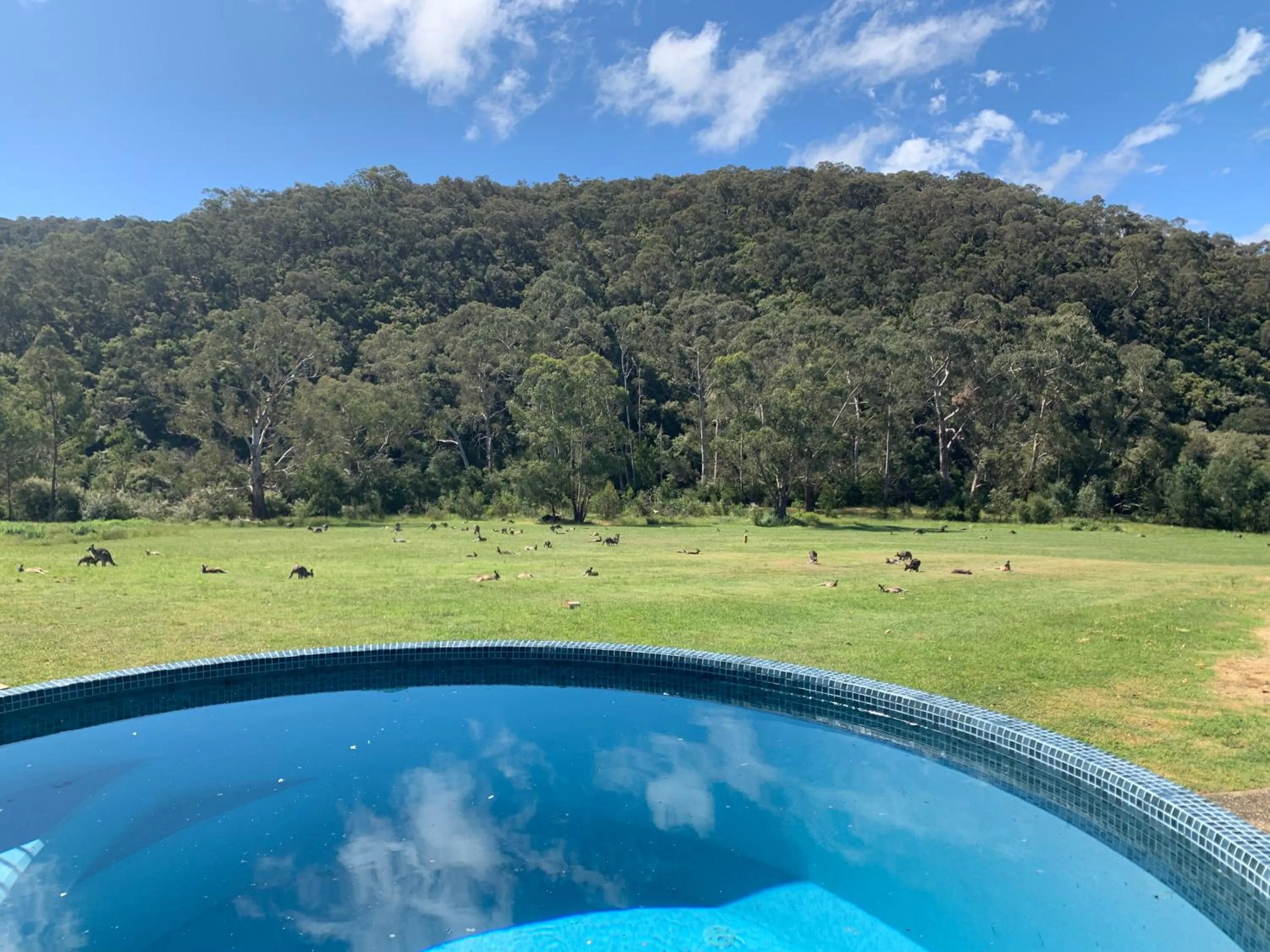 Swimming pool in Yering Gorge Cottages