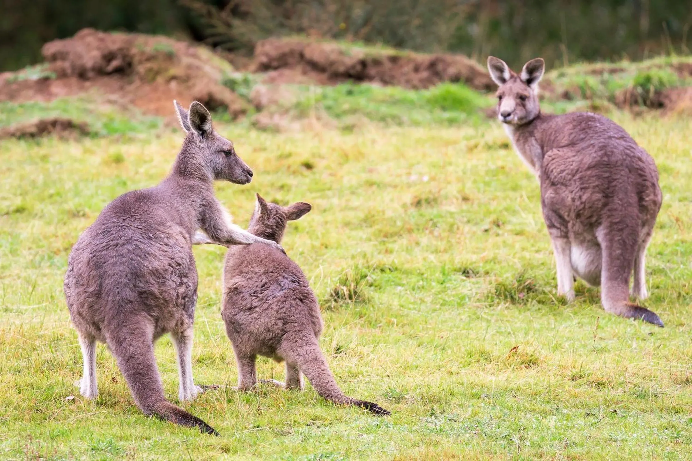 Natural landscape in Yering Gorge Cottages