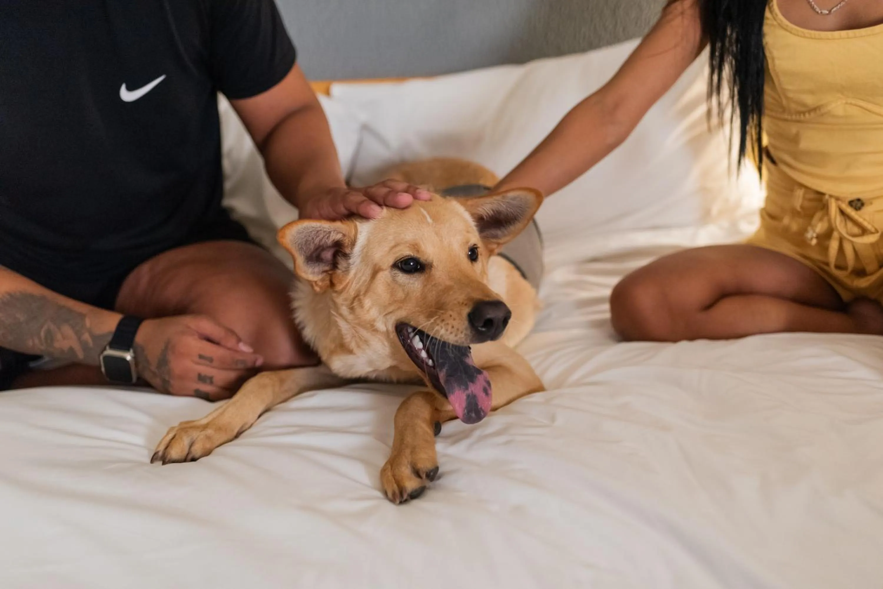 Pets in ibis Criciuma