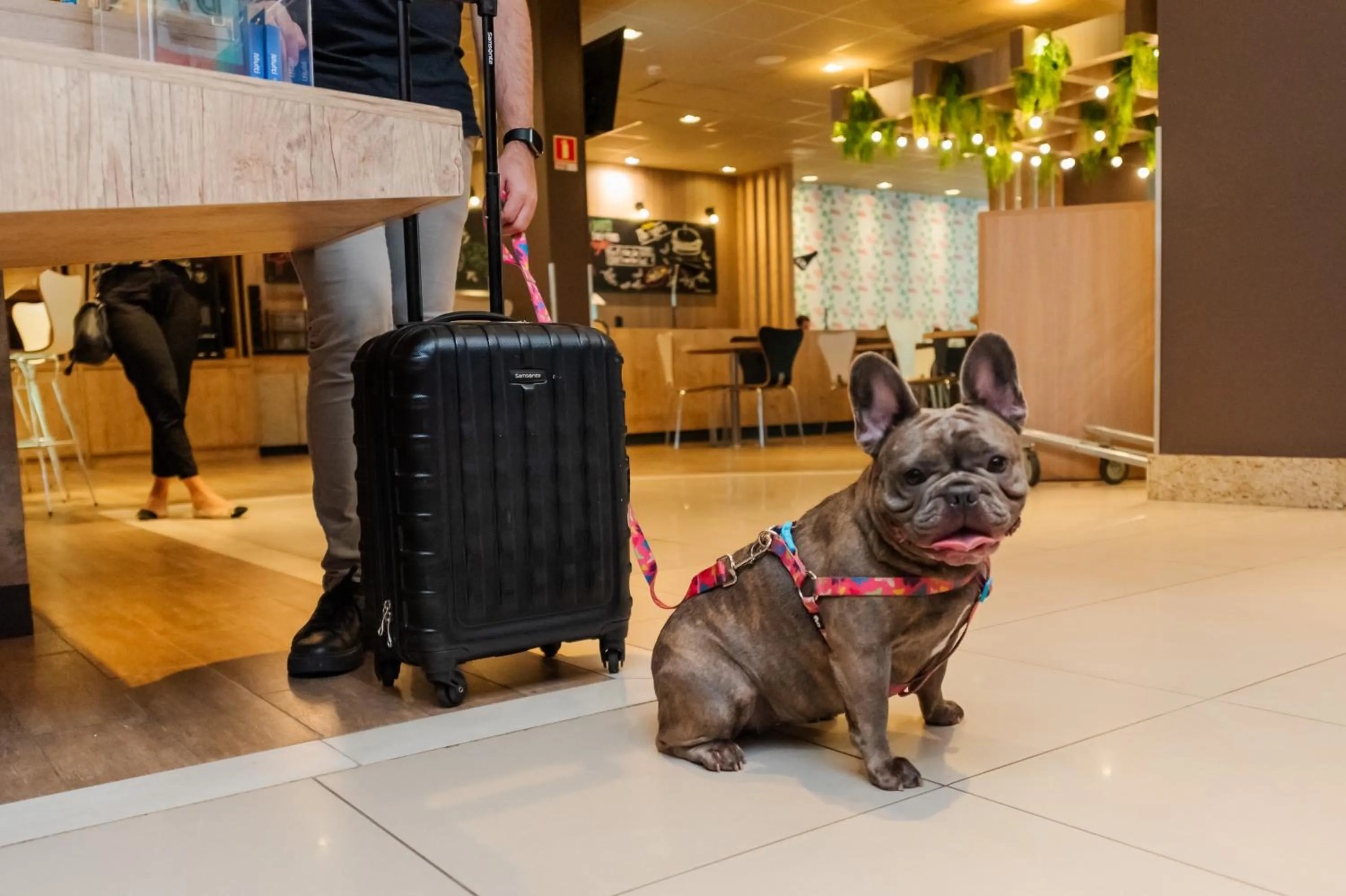 Pets in ibis Porto Alegre Moinhos de Vento