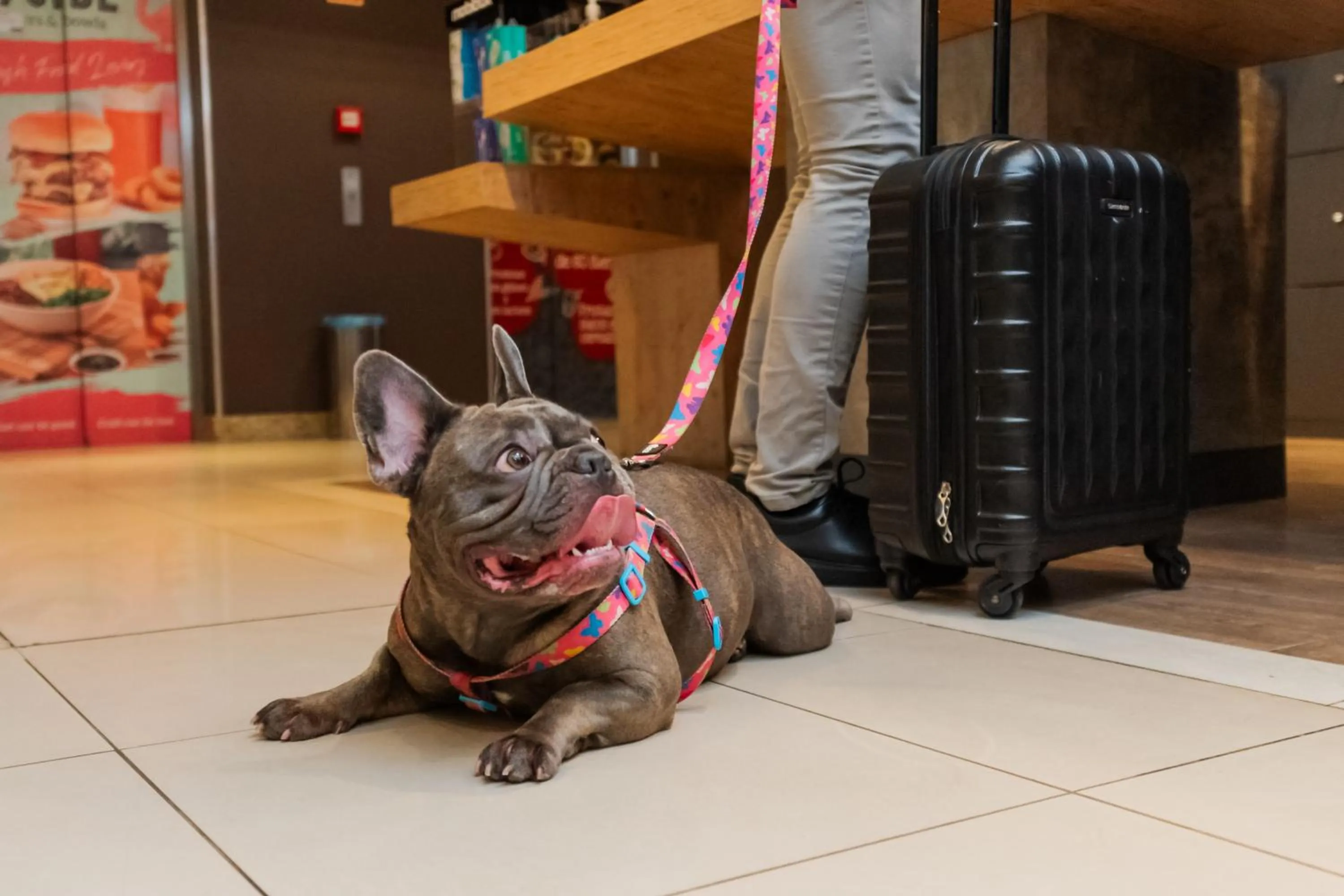 Pets in ibis Porto Alegre Moinhos de Vento