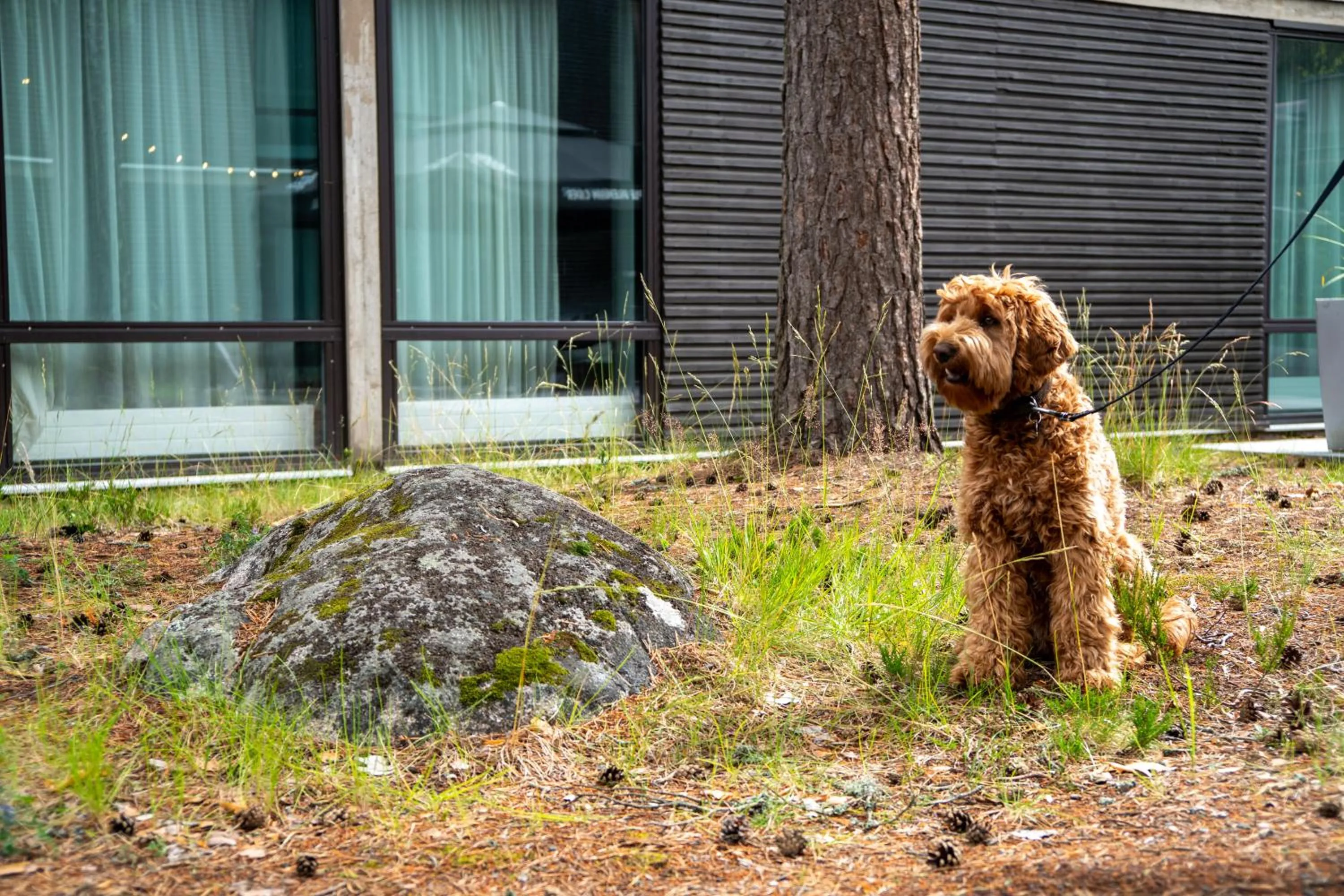 pet friendly in Quality Hotel Sveitsi