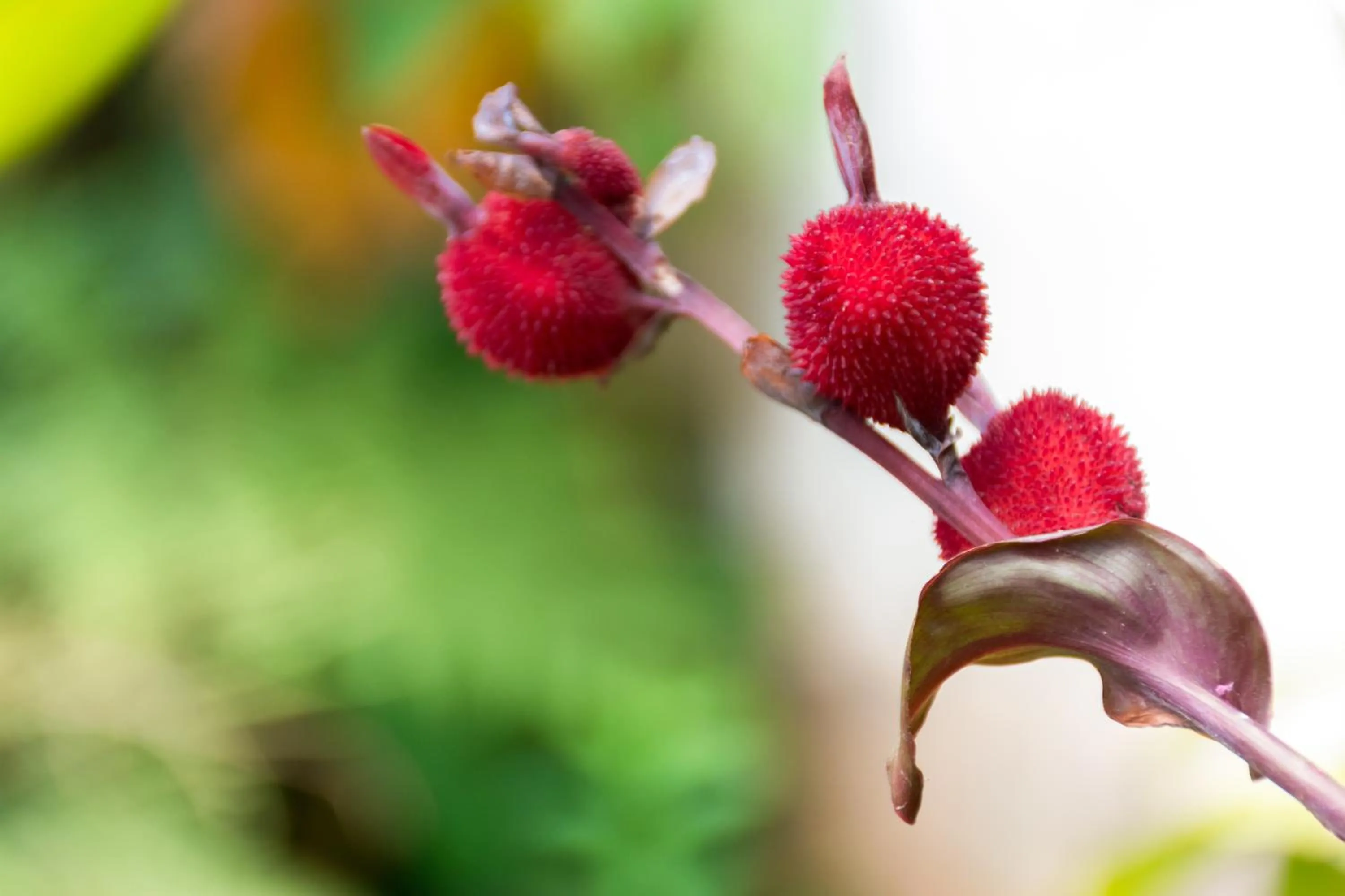 Garden in Hotel Claro de Luna
