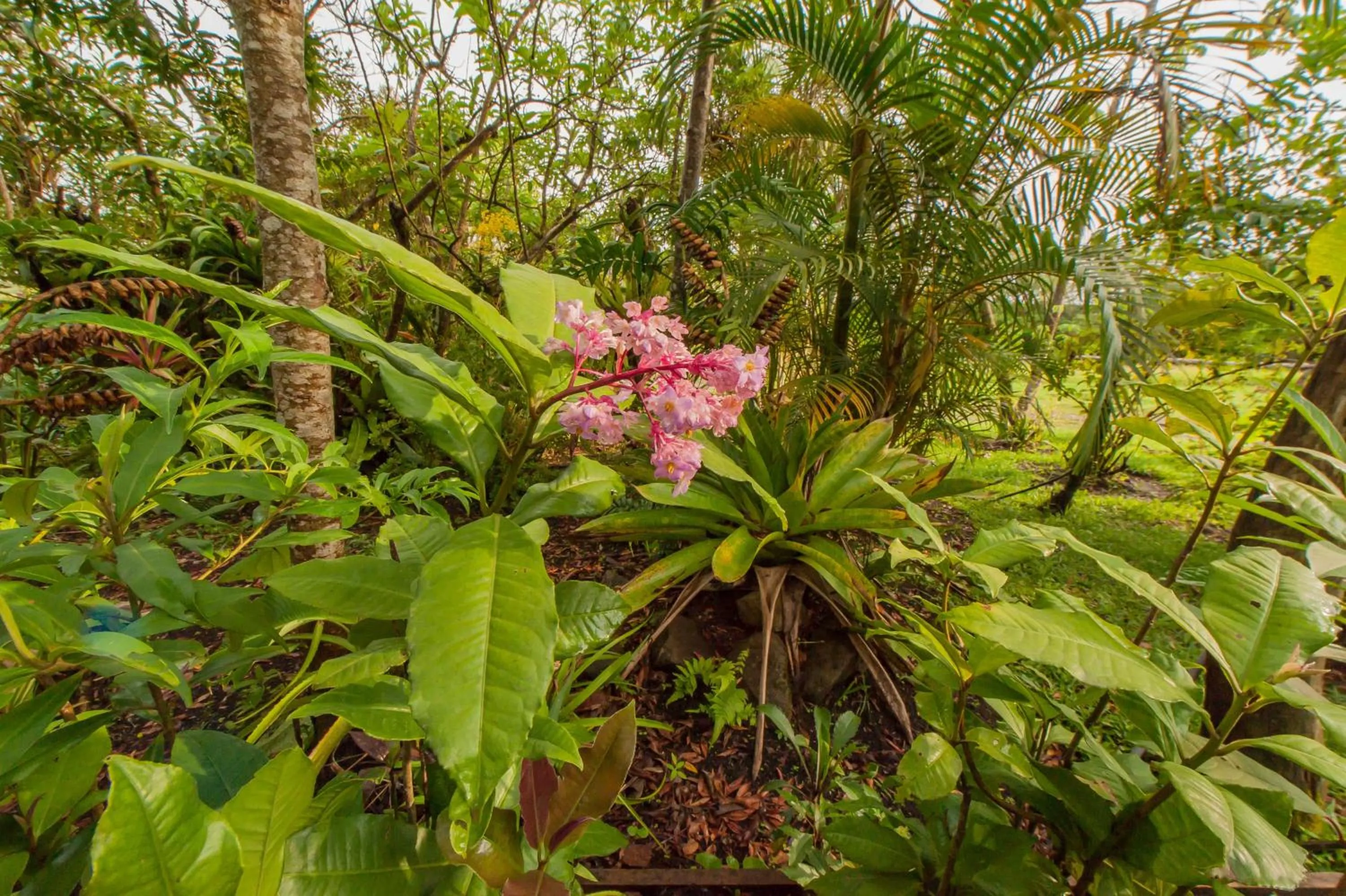 Garden in Hotel Claro de Luna