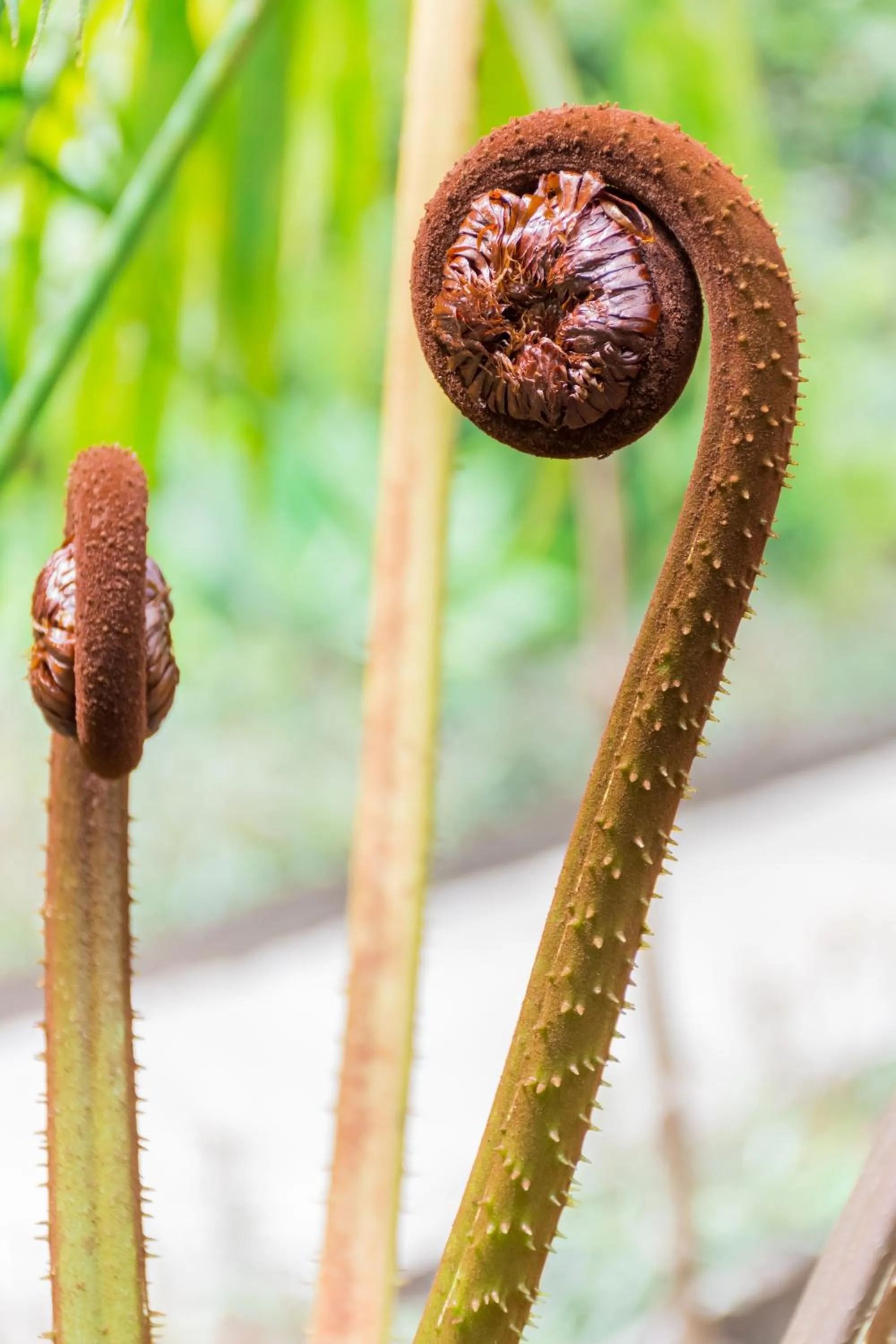 Garden in Hotel Claro de Luna