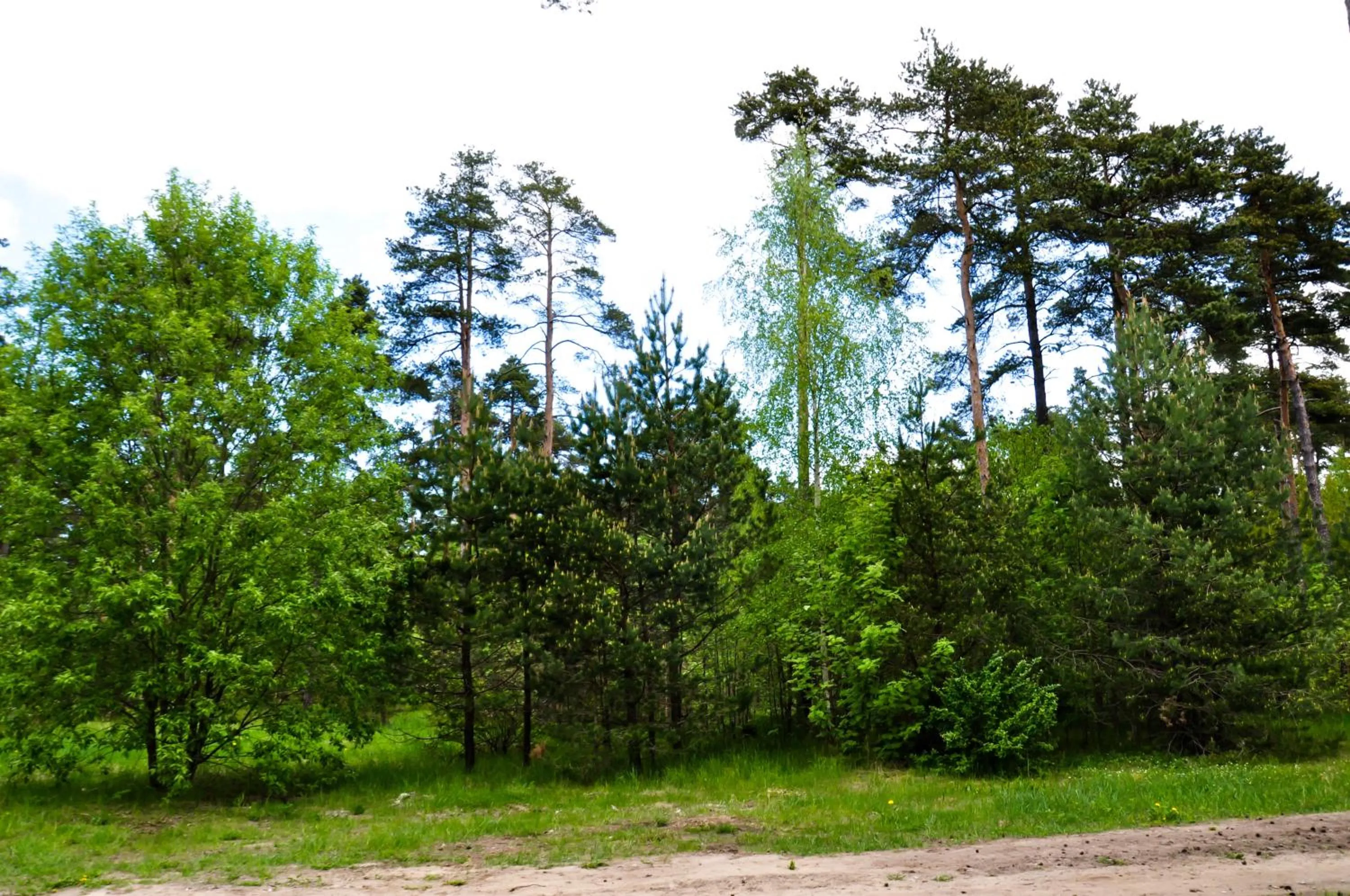 Garden in Männiku JK