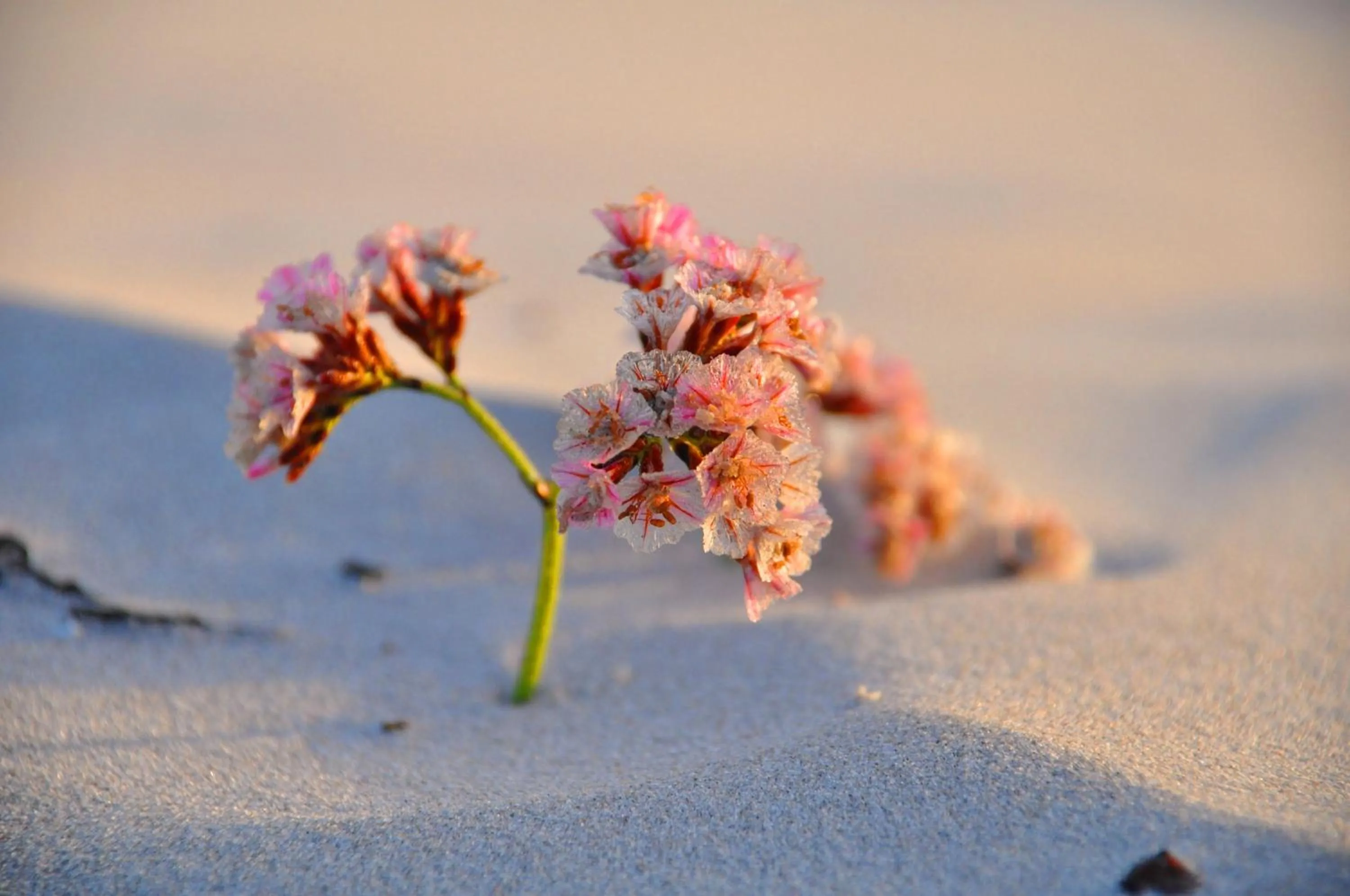Natural landscape in Rooisee