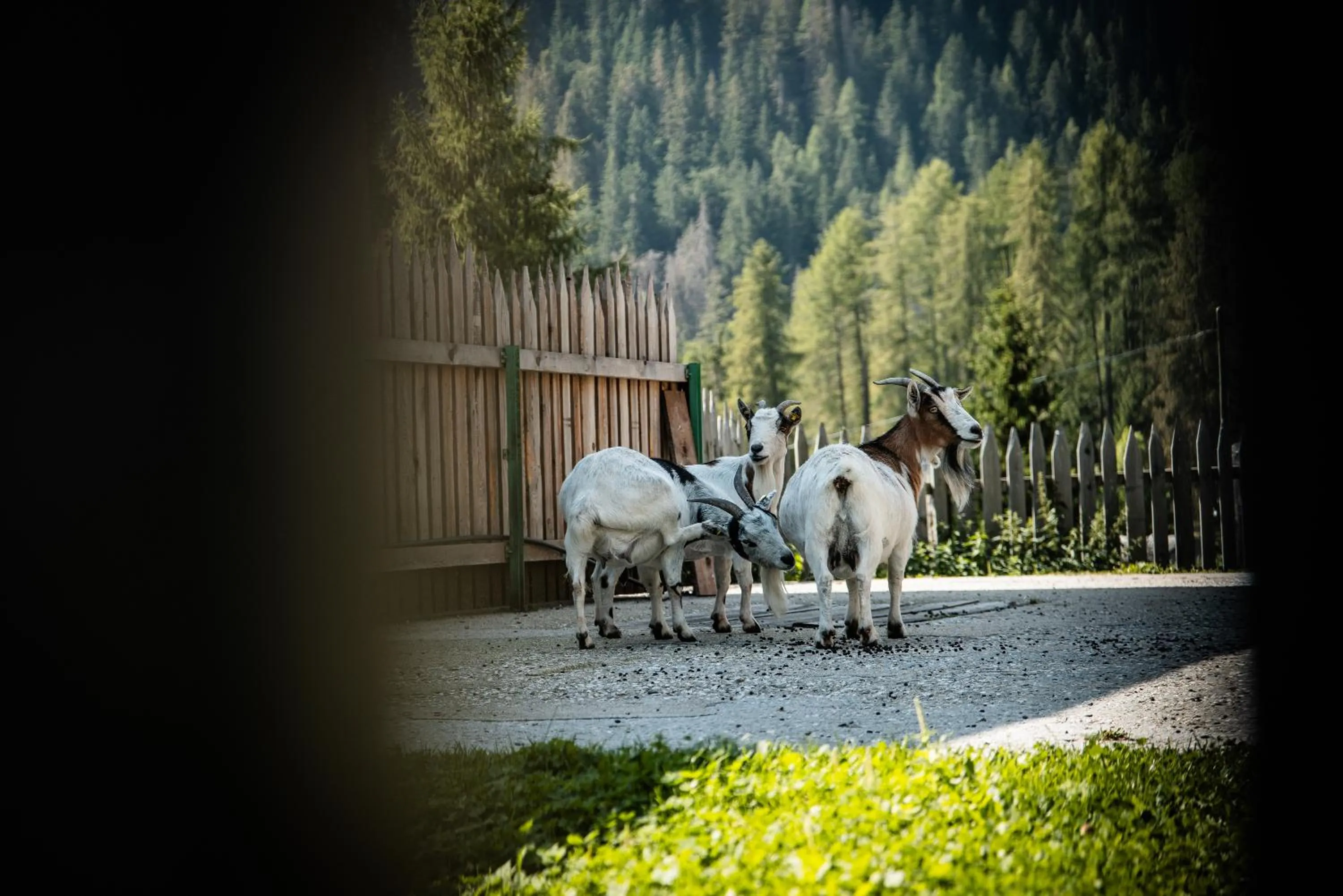 Animals in Hotel Pension Odles