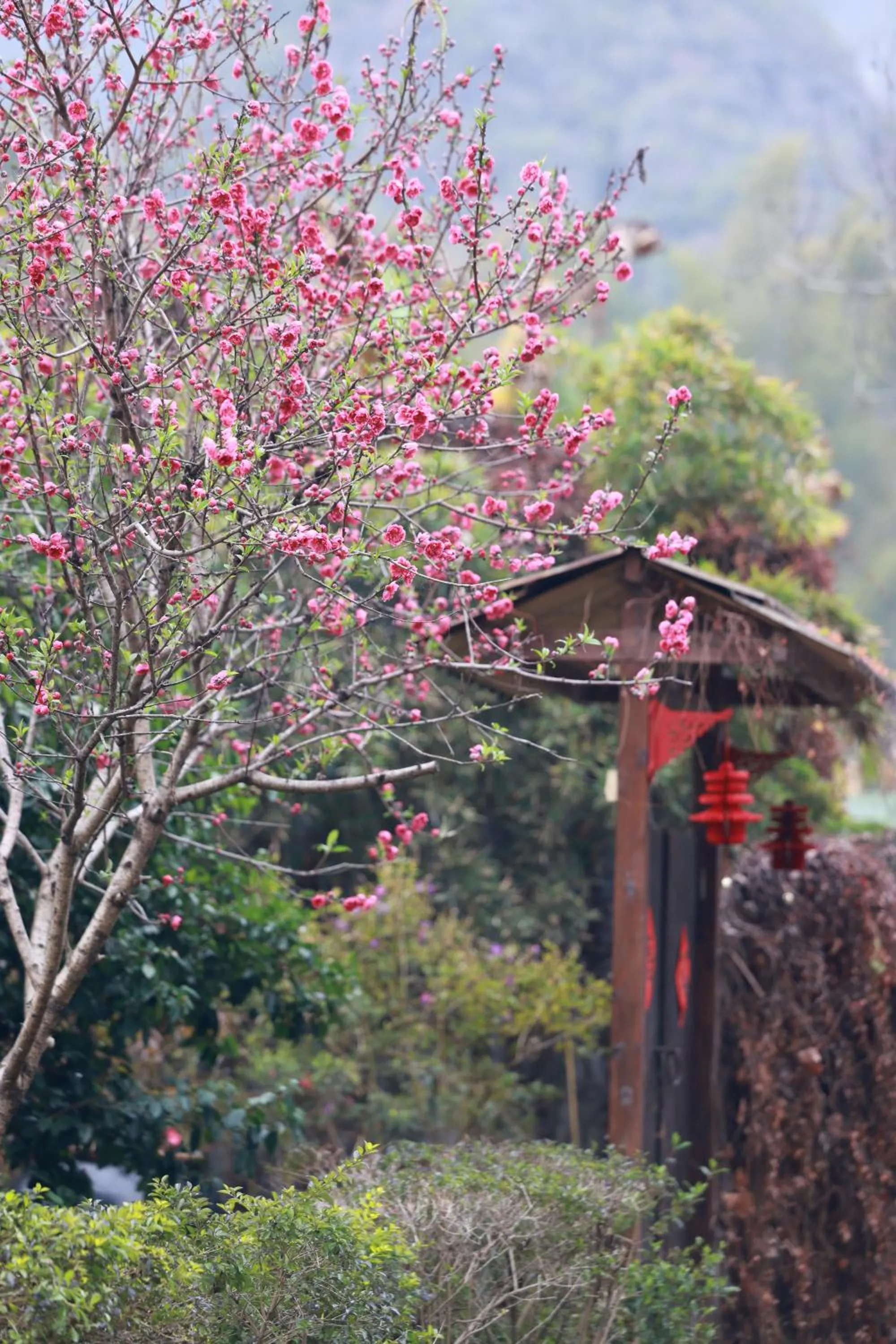 Natural landscape in The Apsara Lodge