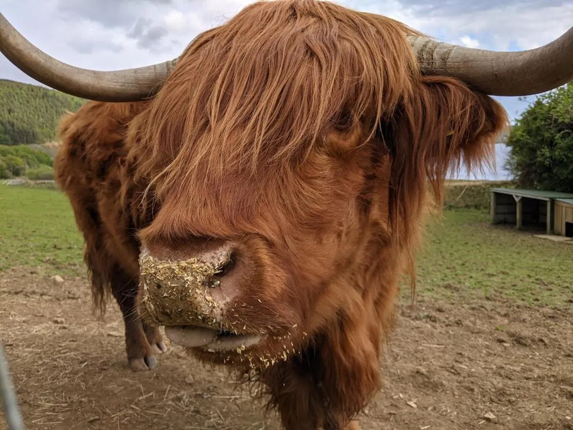 Animals in Loch Melfort Hotel