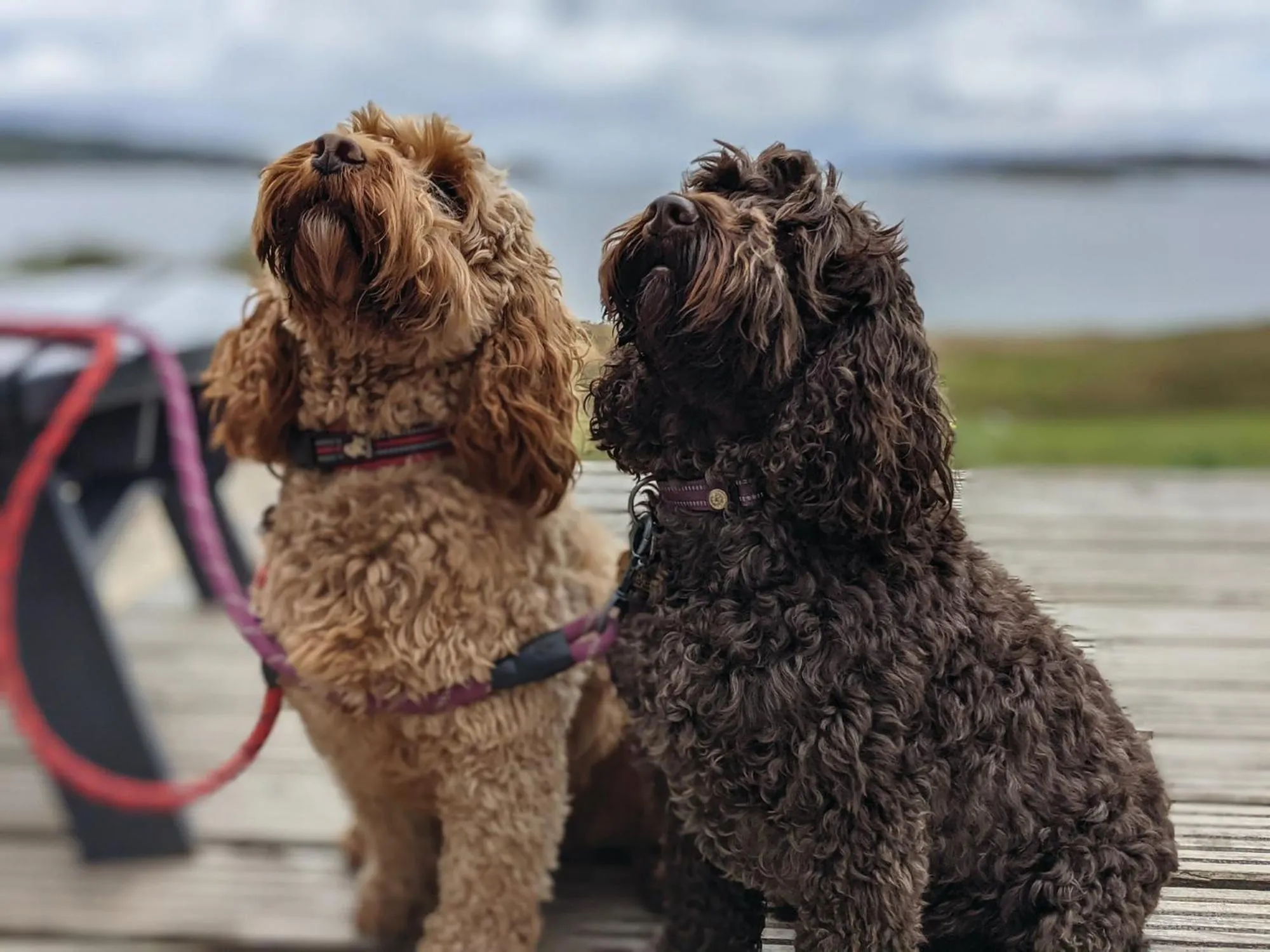 Pets in Loch Melfort Hotel