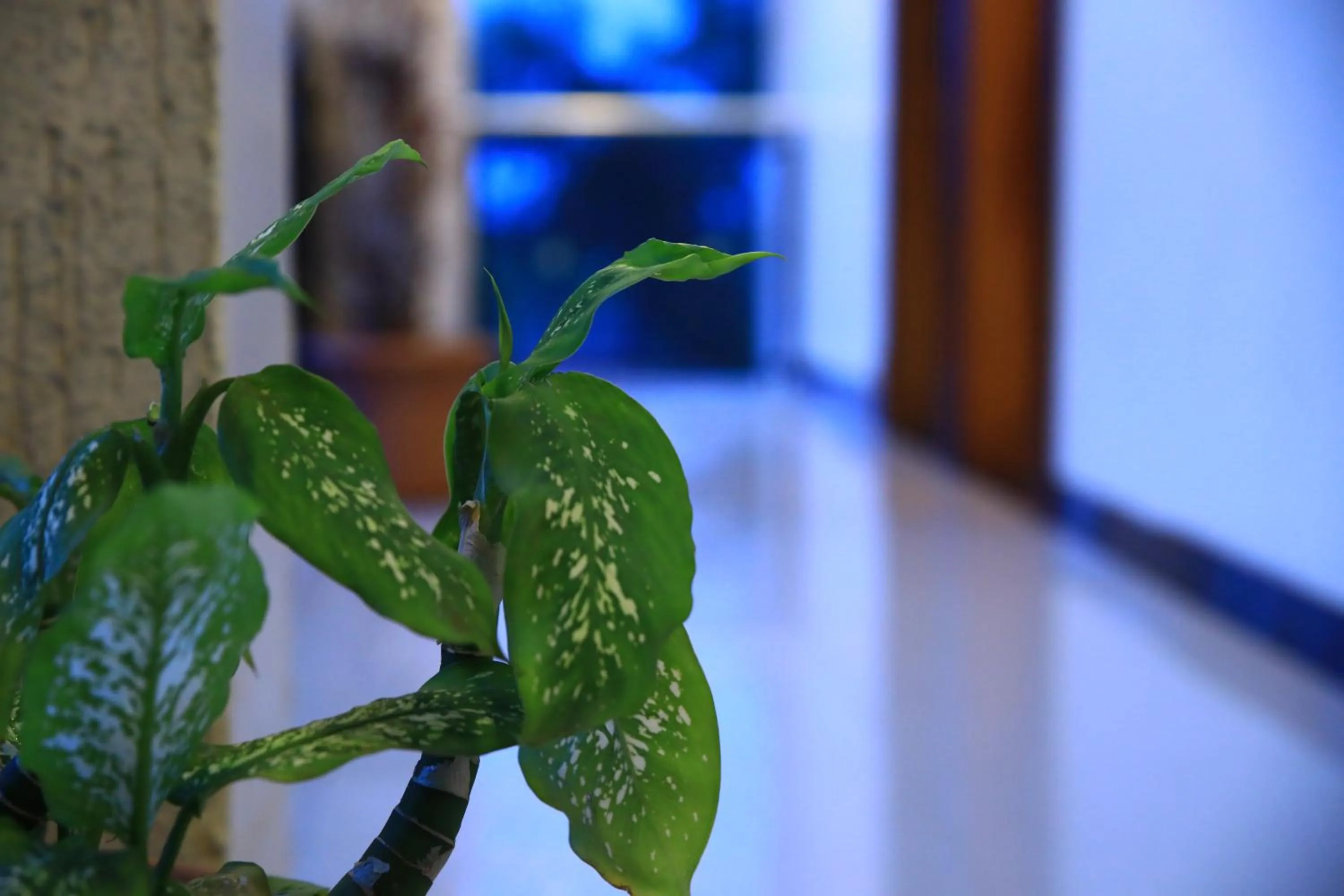 Lakemark Hotel and Tour Service Bahir Dar