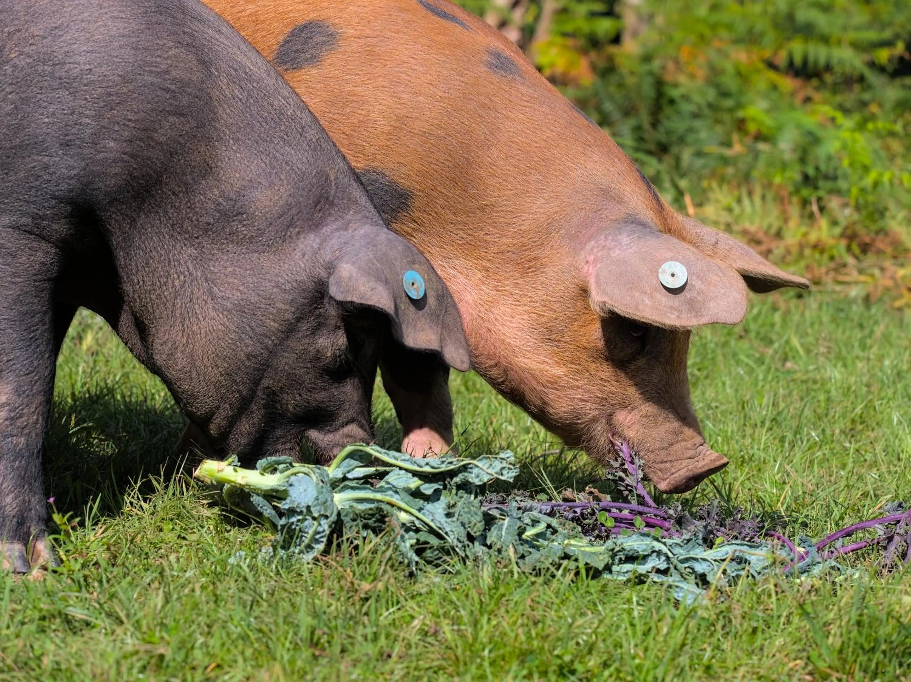 Garden in Riverside Inn, Aymestrey
