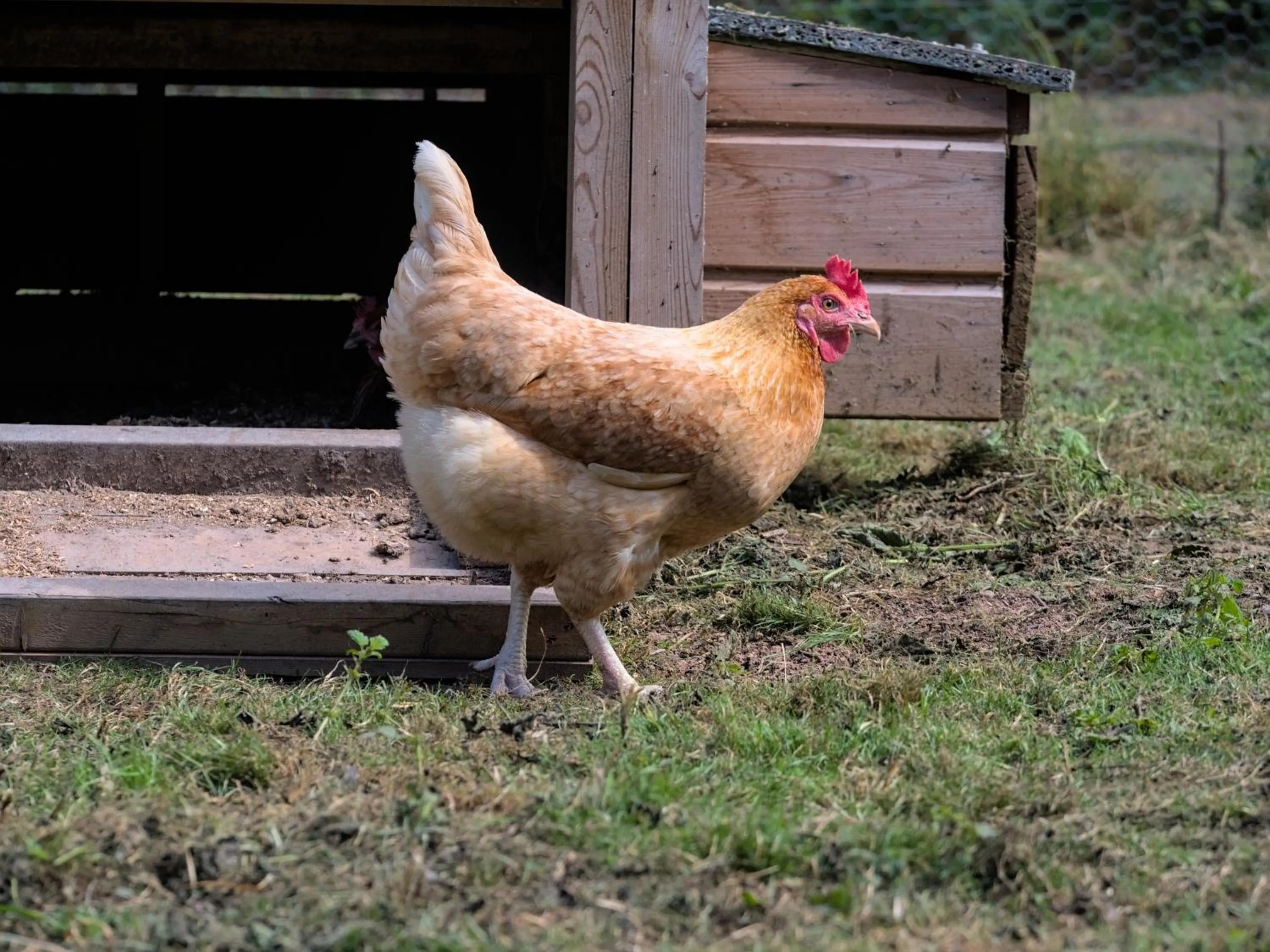 Garden in Riverside Inn, Aymestrey