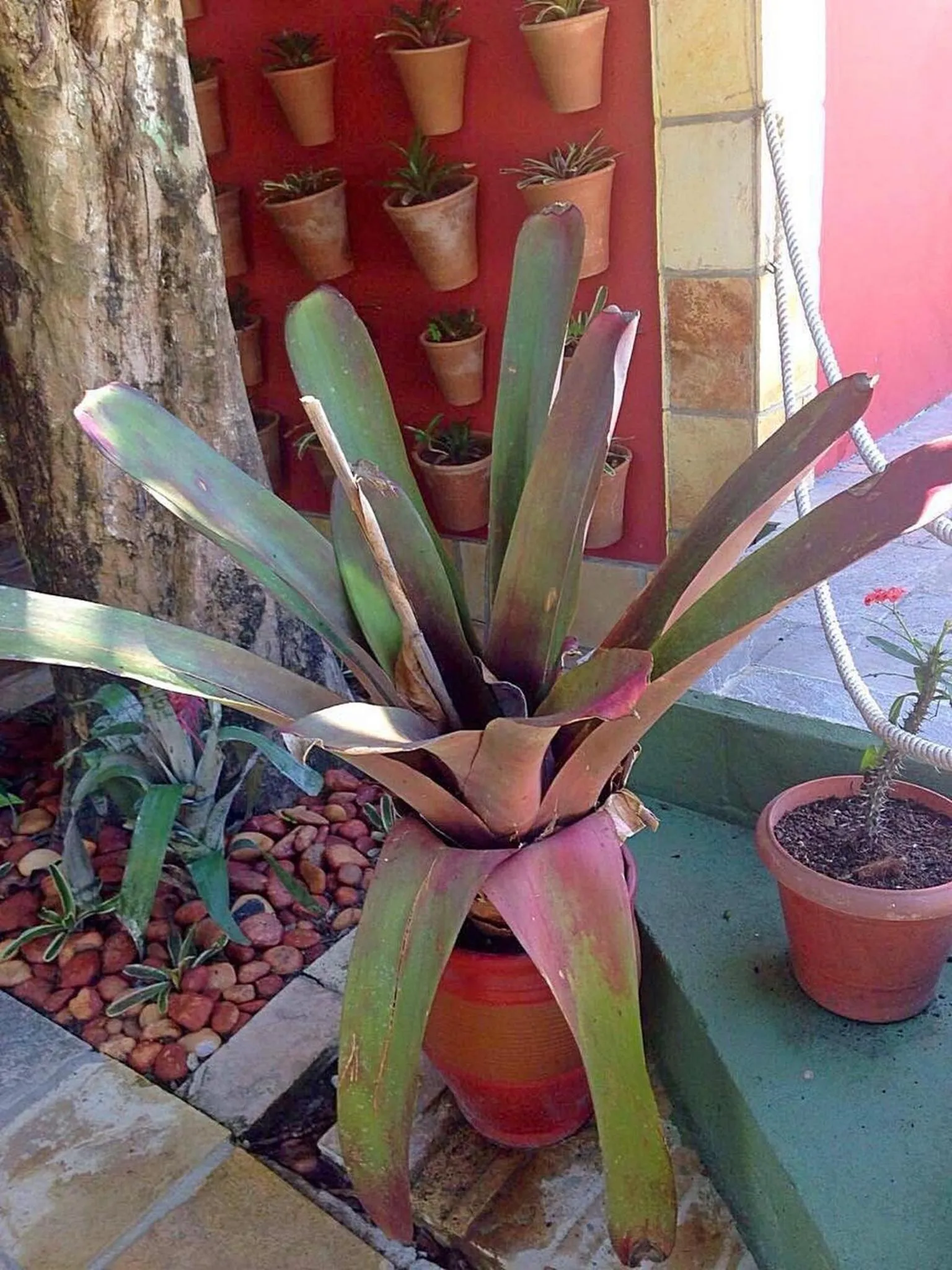 Garden in Pousada das Bromélias