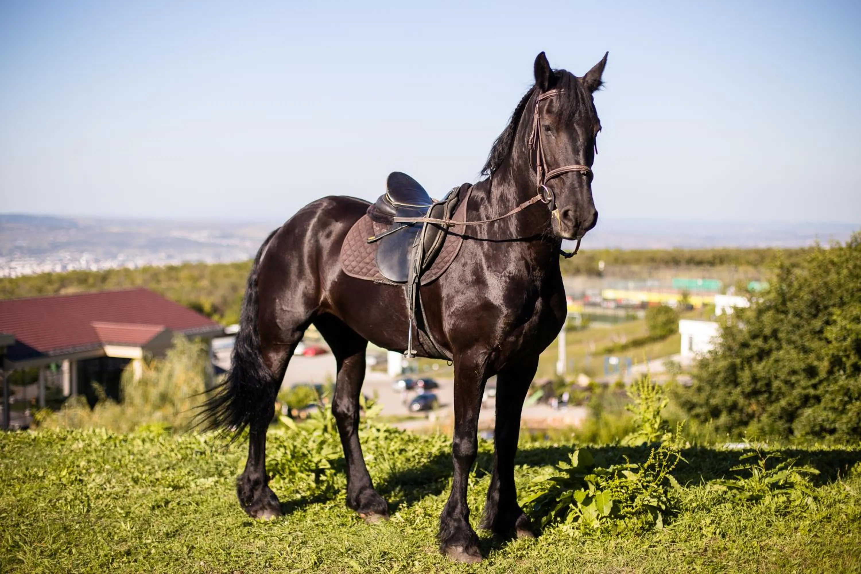 Horse-riding in Wonderland Cluj Resort