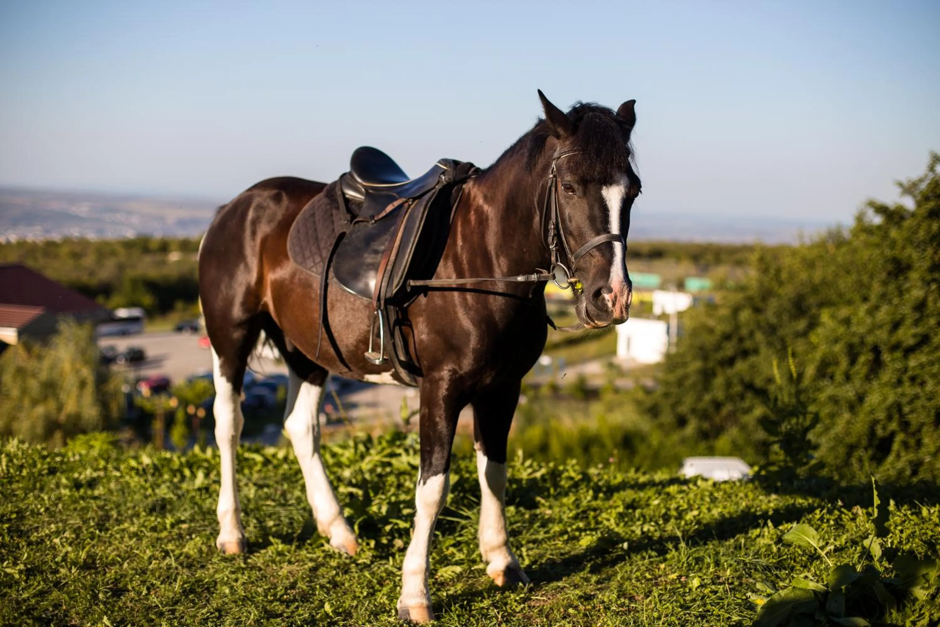 Horse-riding in Wonderland Cluj Resort
