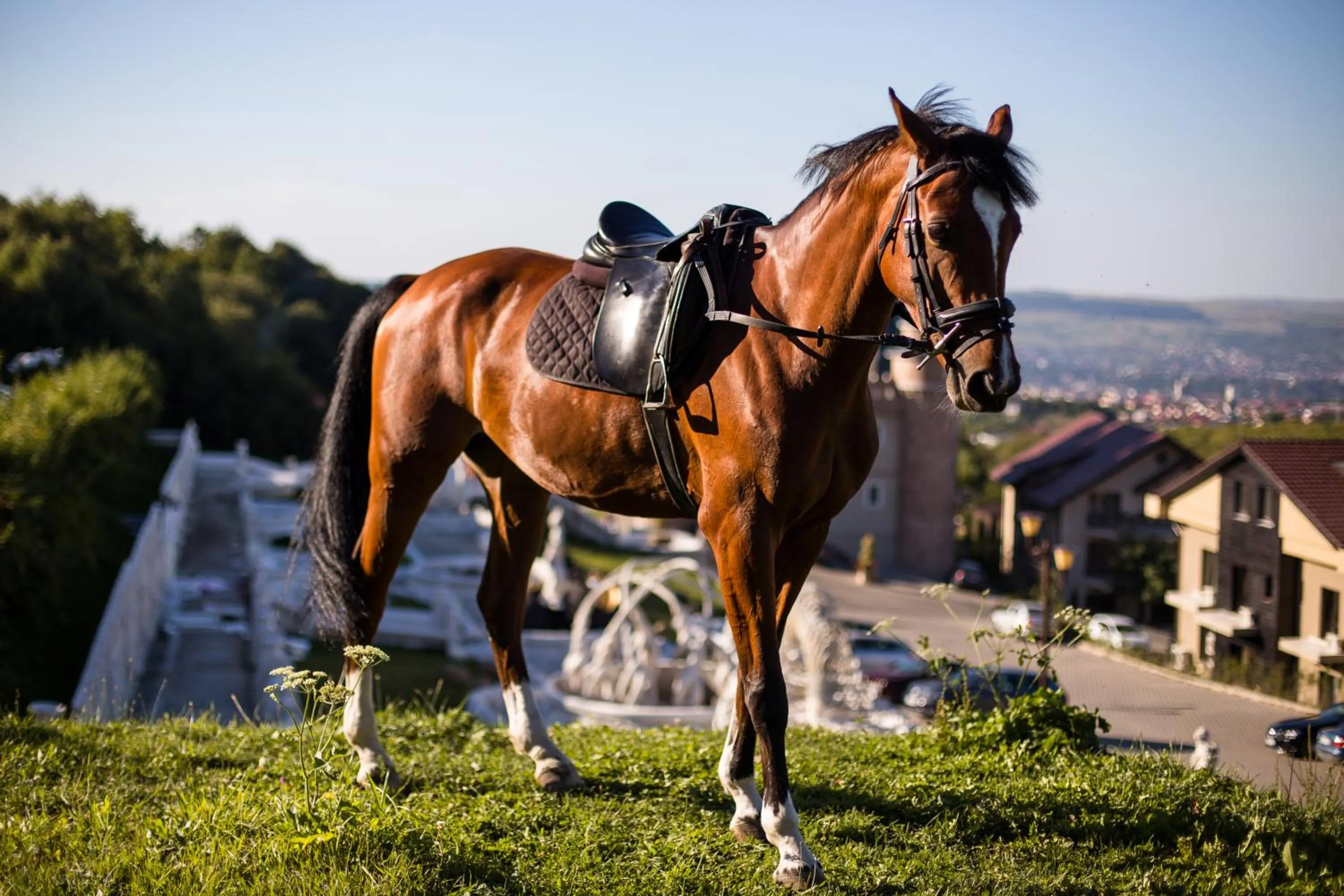 Horse-riding in Wonderland Cluj Resort