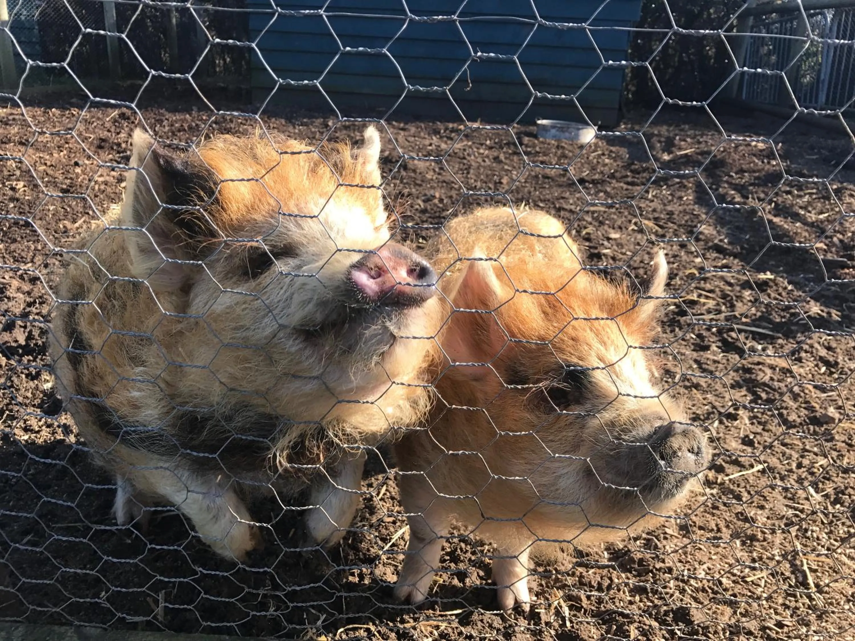 Animals in Willow Court Farm Studio East & Petting Farm, 8 mins to Legoland & Windsor, 15 mins to Lapland UK