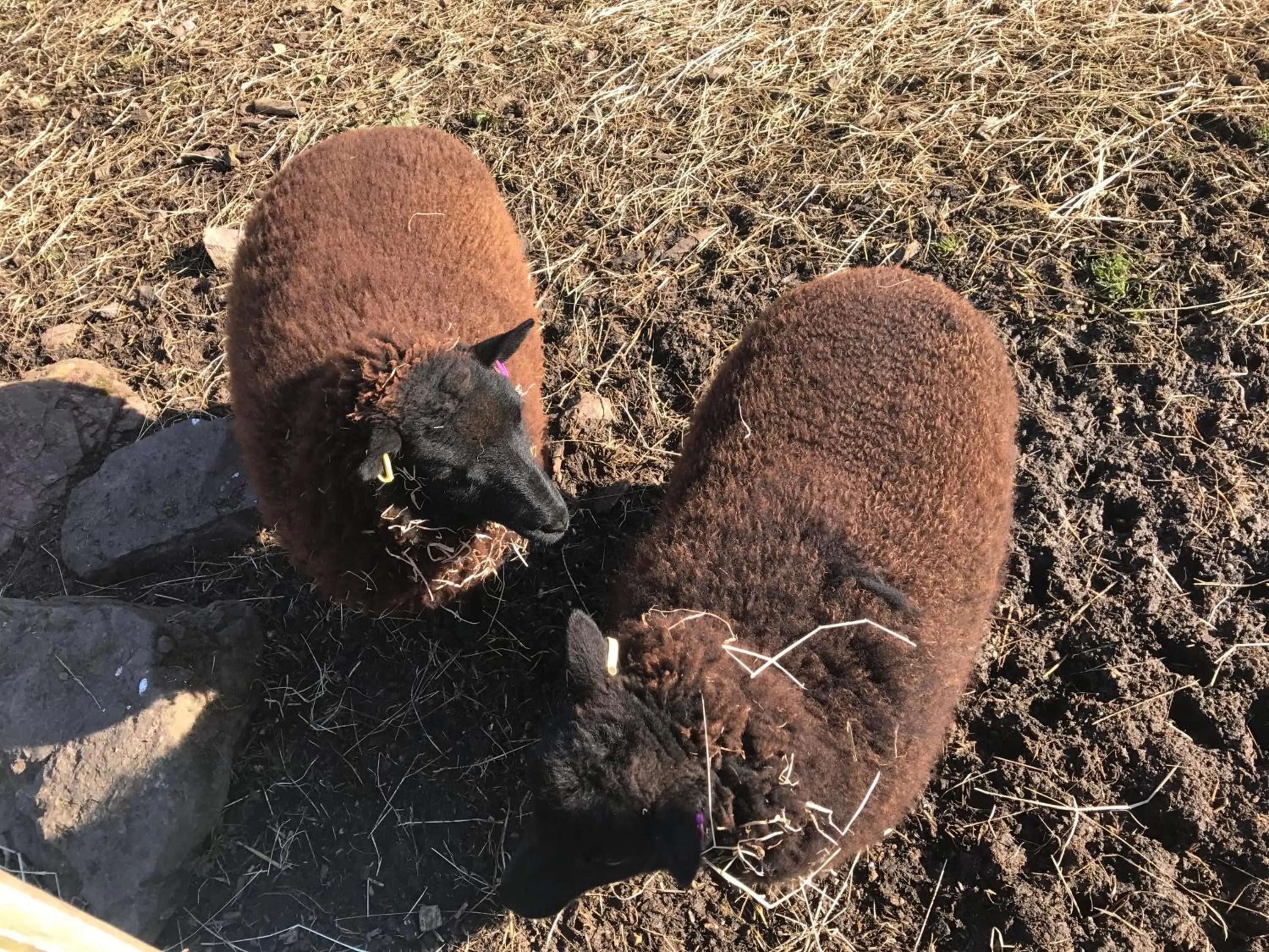 Animals in Willow Court Farm Studio East & Petting Farm, 8 mins to Legoland & Windsor, 15 mins to Lapland UK