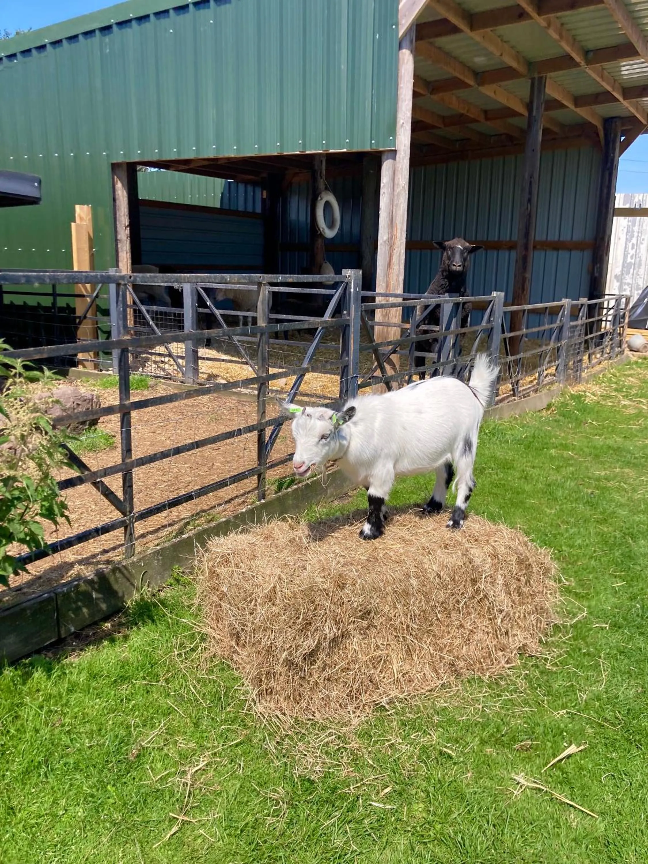 Willow Court Farm Studio East & Petting Farm, 8 mins to Legoland & Windsor, 15 mins to Lapland UK