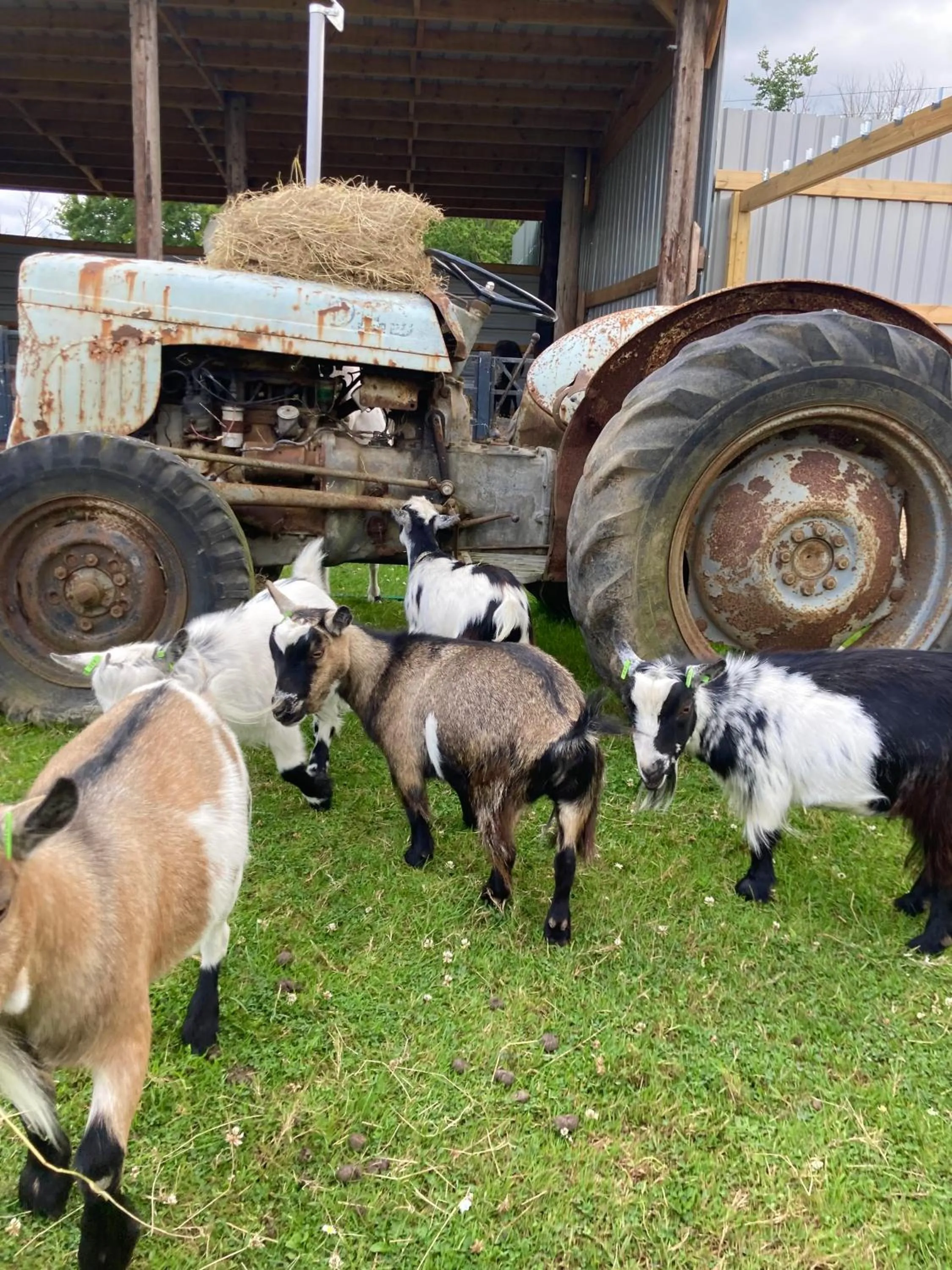 Willow Court Farm Studio East & Petting Farm, 8 mins to Legoland & Windsor, 15 mins to Lapland UK