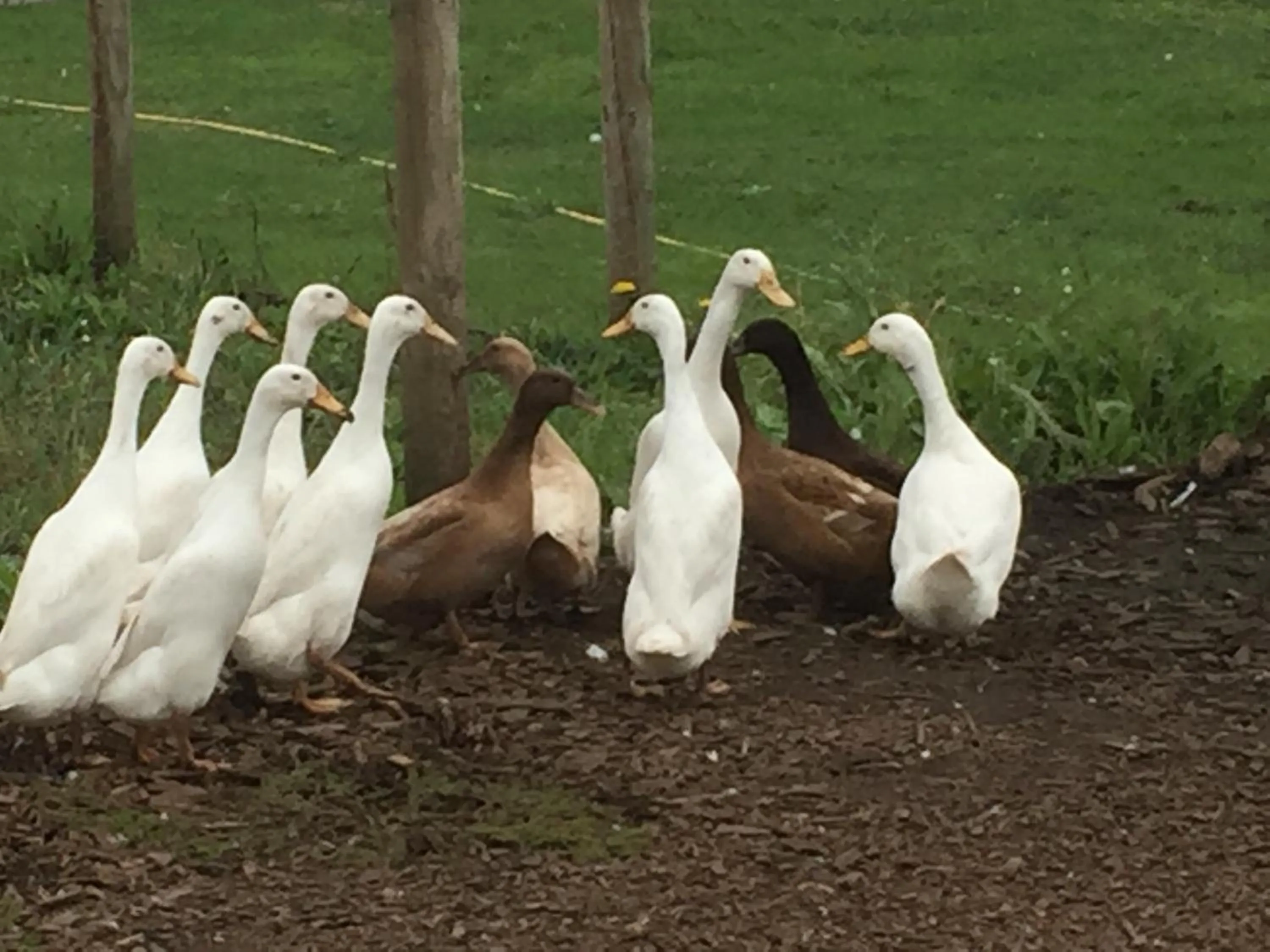 Other in Willow Court Farm Studio East & Petting Farm, 8 mins to Legoland & Windsor, 15 mins to Lapland UK