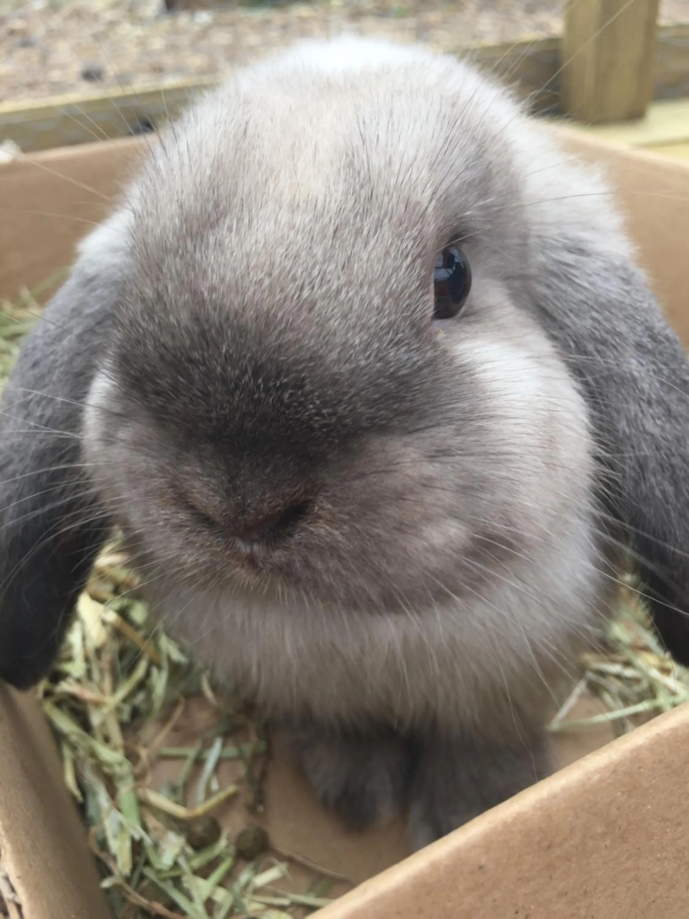 Animals in Willow Court Farm Studio East & Petting Farm, 8 mins to Legoland & Windsor, 15 mins to Lapland UK